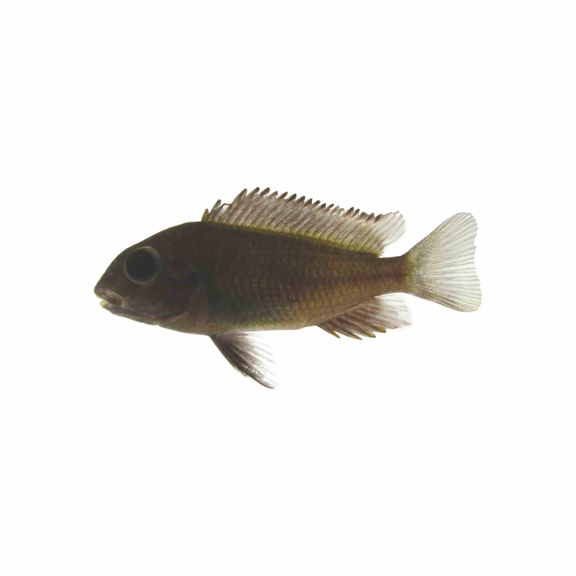 Tropheus Black - Bemba Red (5cm)