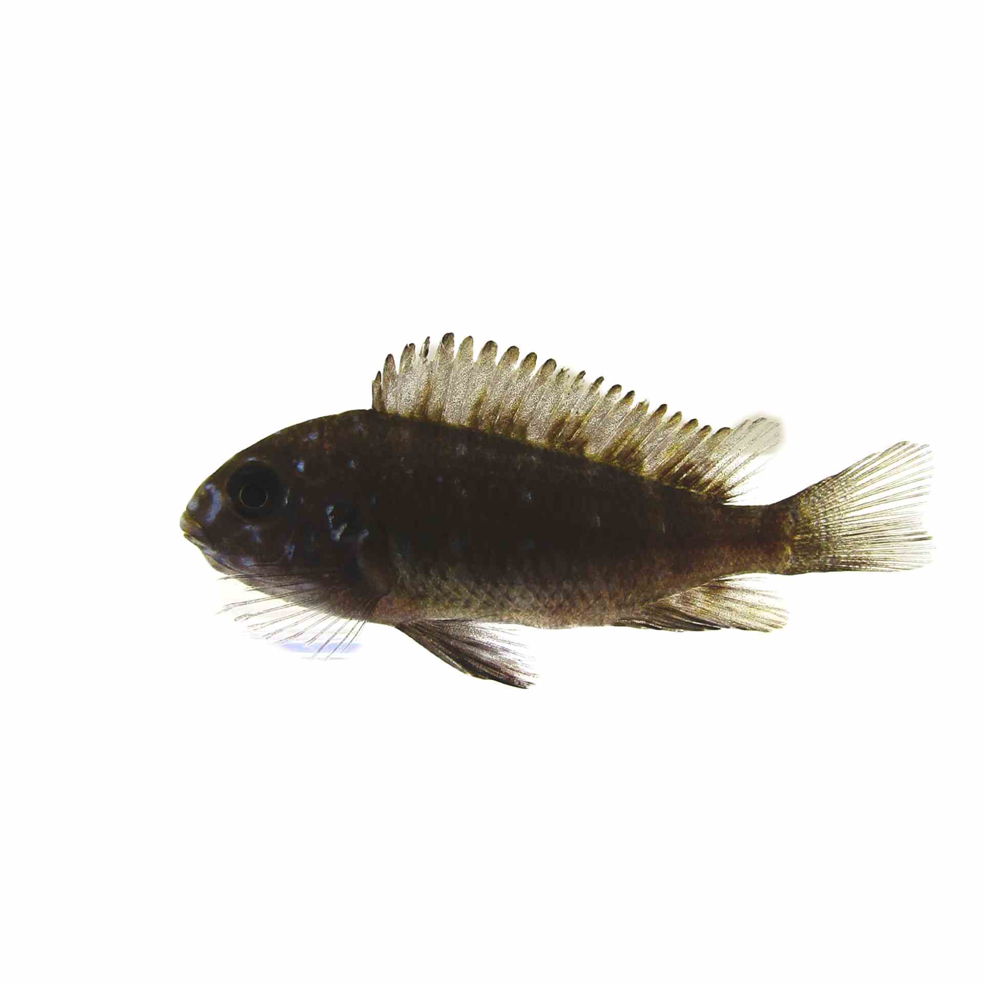 Tropheus Duboisi - Juvenile Colour (3-4cm) (3.5cm)