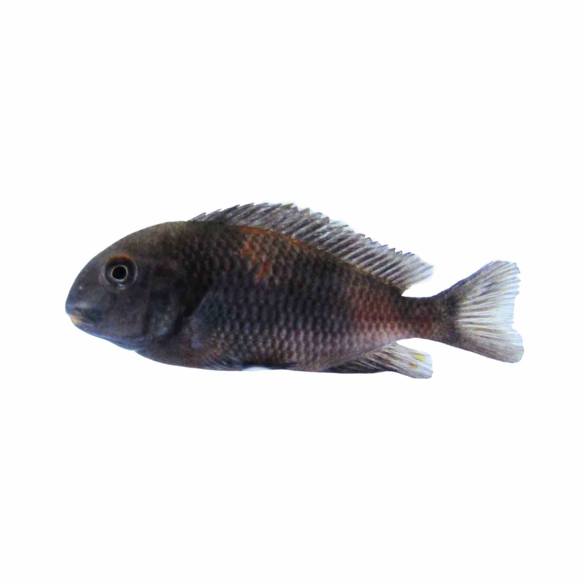 Tropheus Cherry Spot (3-4cm) (3cm)