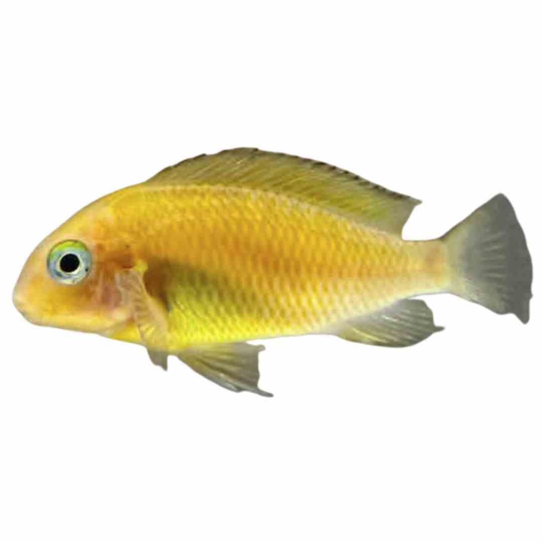 Tropheus Moorii Red Bishop (5cm)