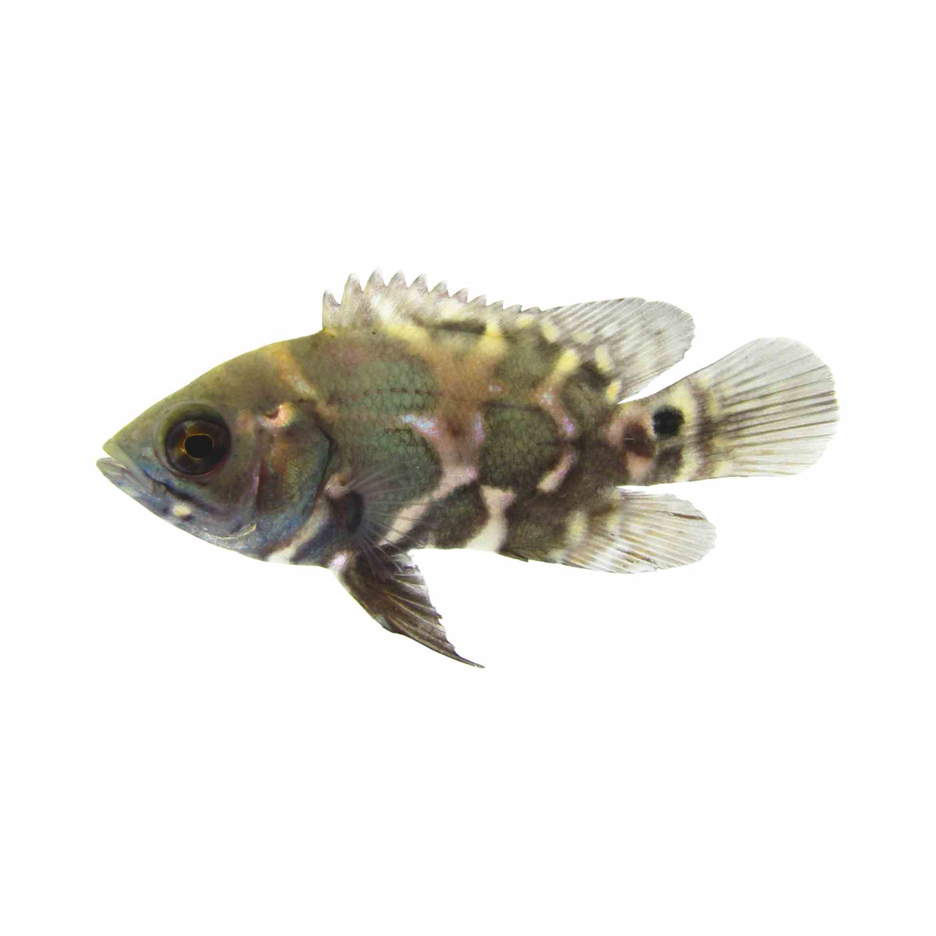 Oscar (5cm)