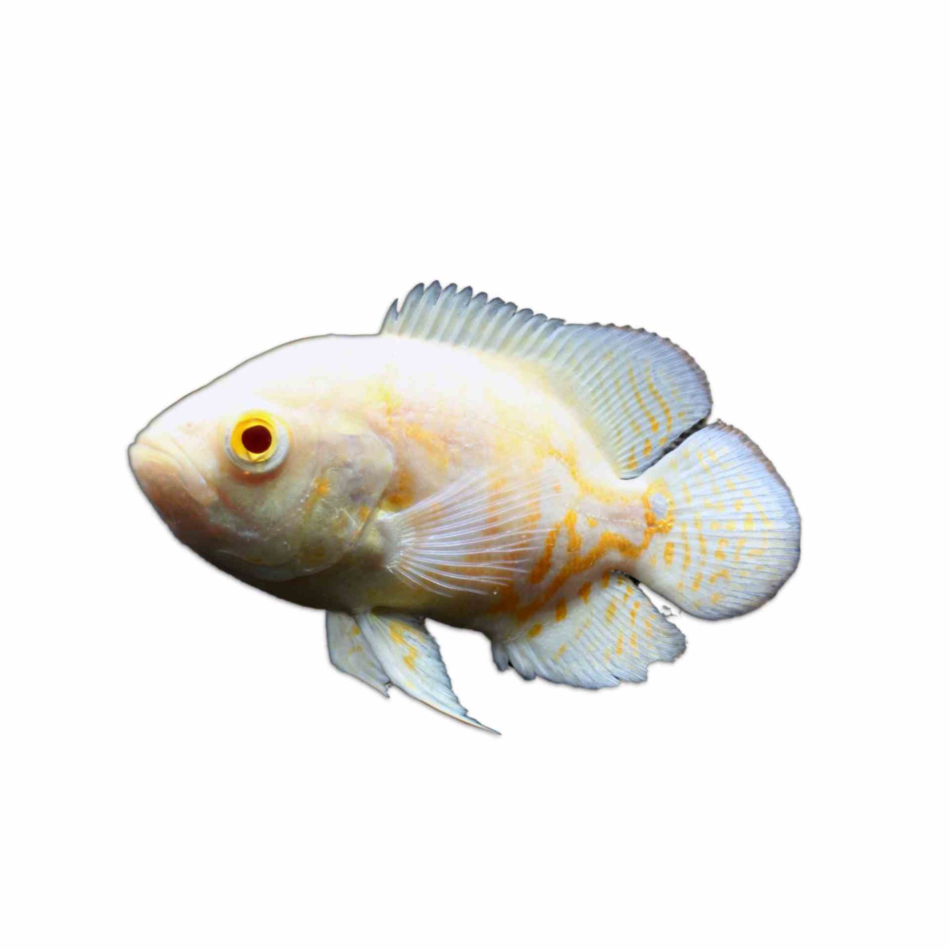 Albino Oscar (5cm)