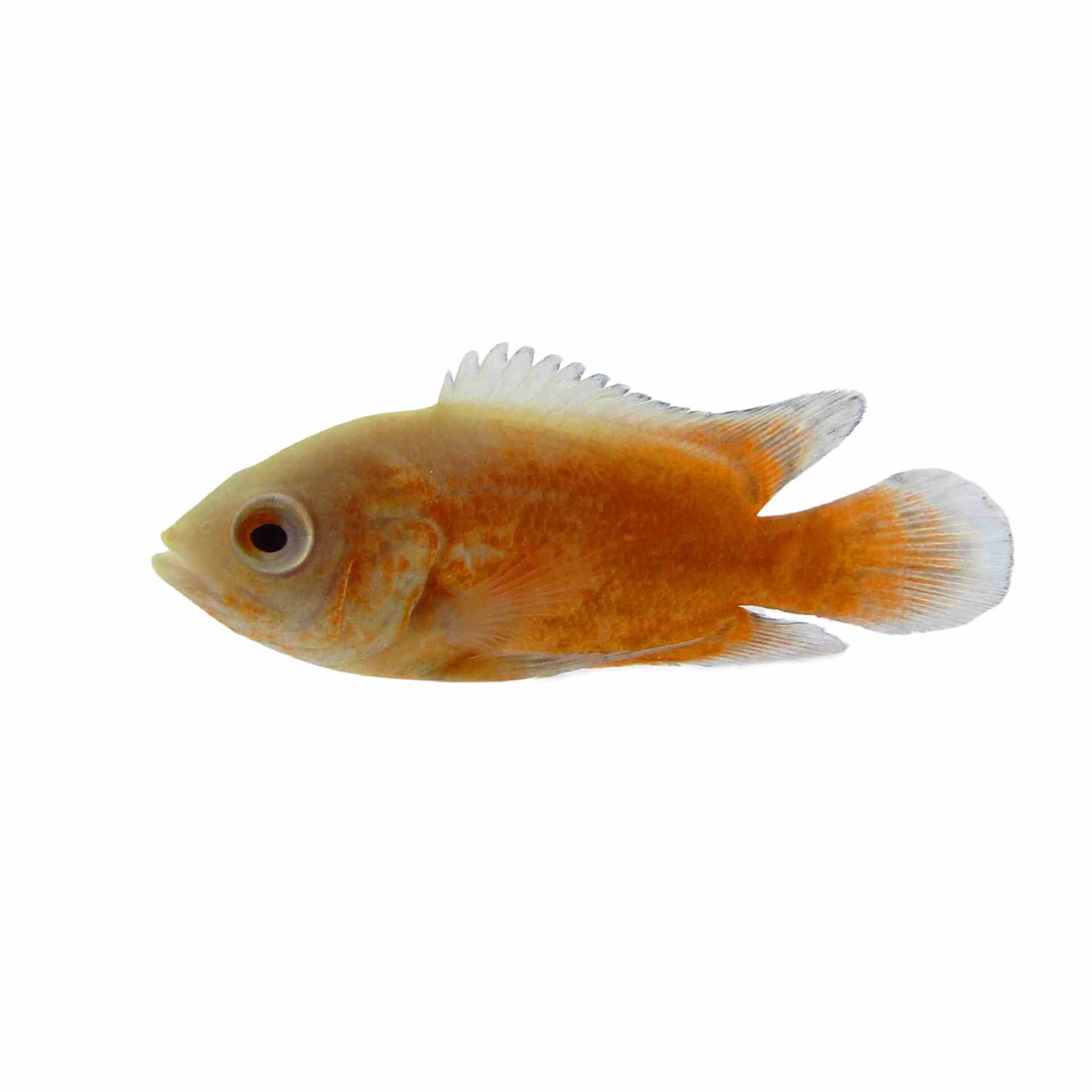 Albino Tiger Oscar (5cm)