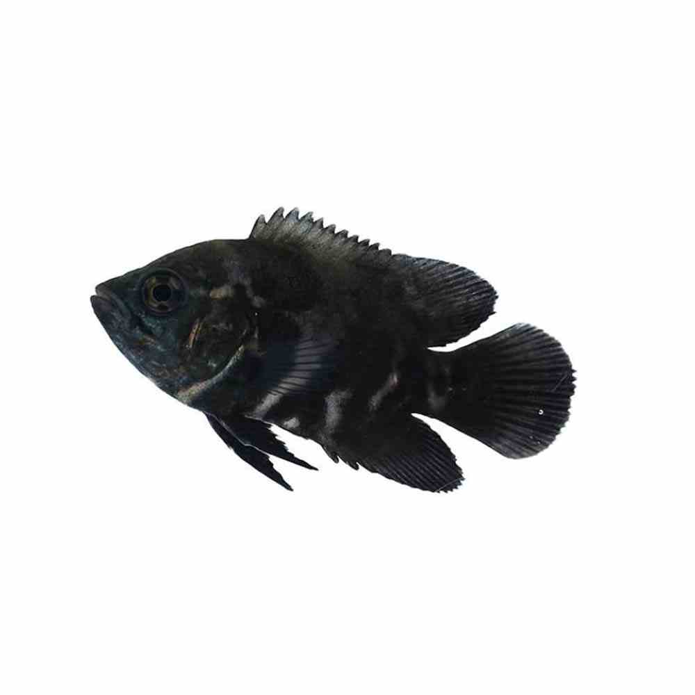 Tiger Oscar (5cm)