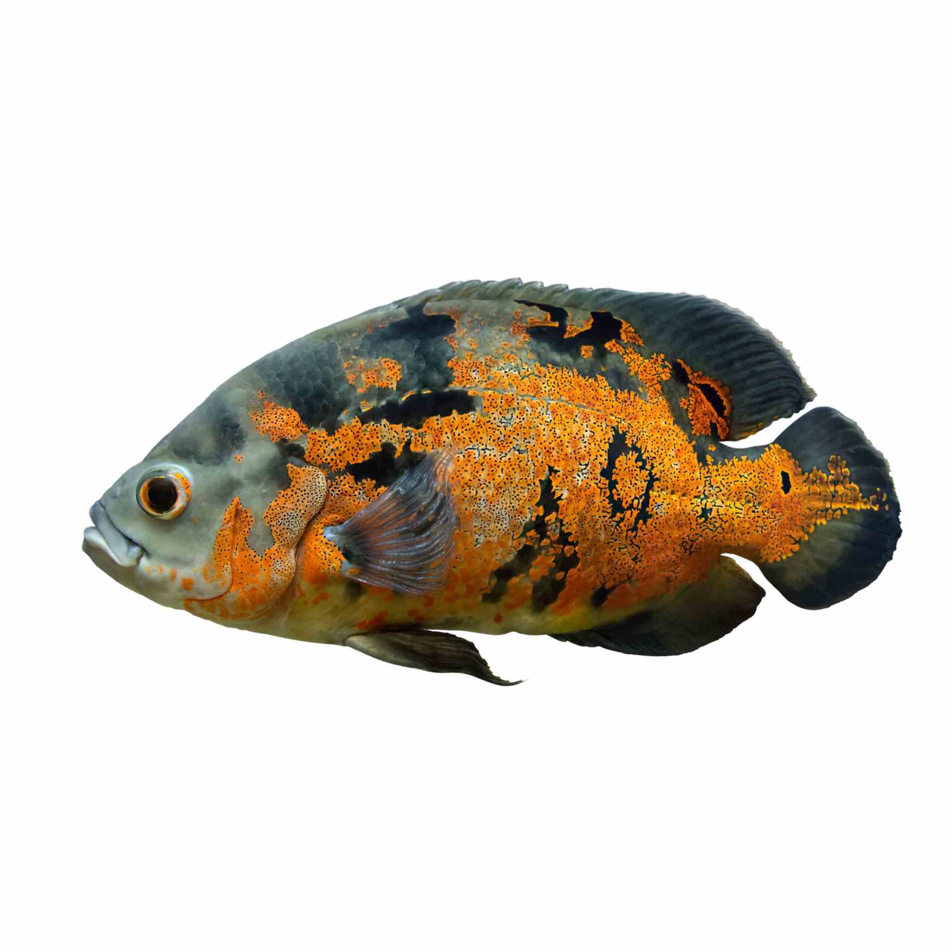 Red Tiger Oscar (5cm)