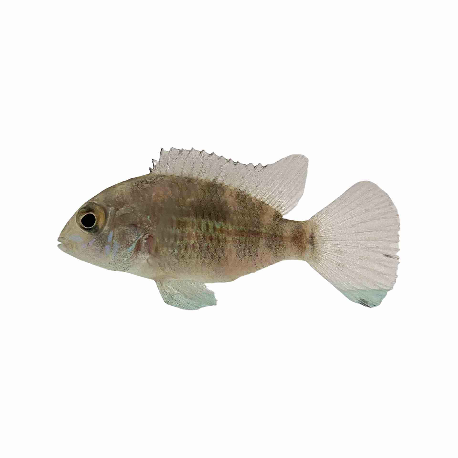 Aequidens Rivulatus Gold Saum (5cm)