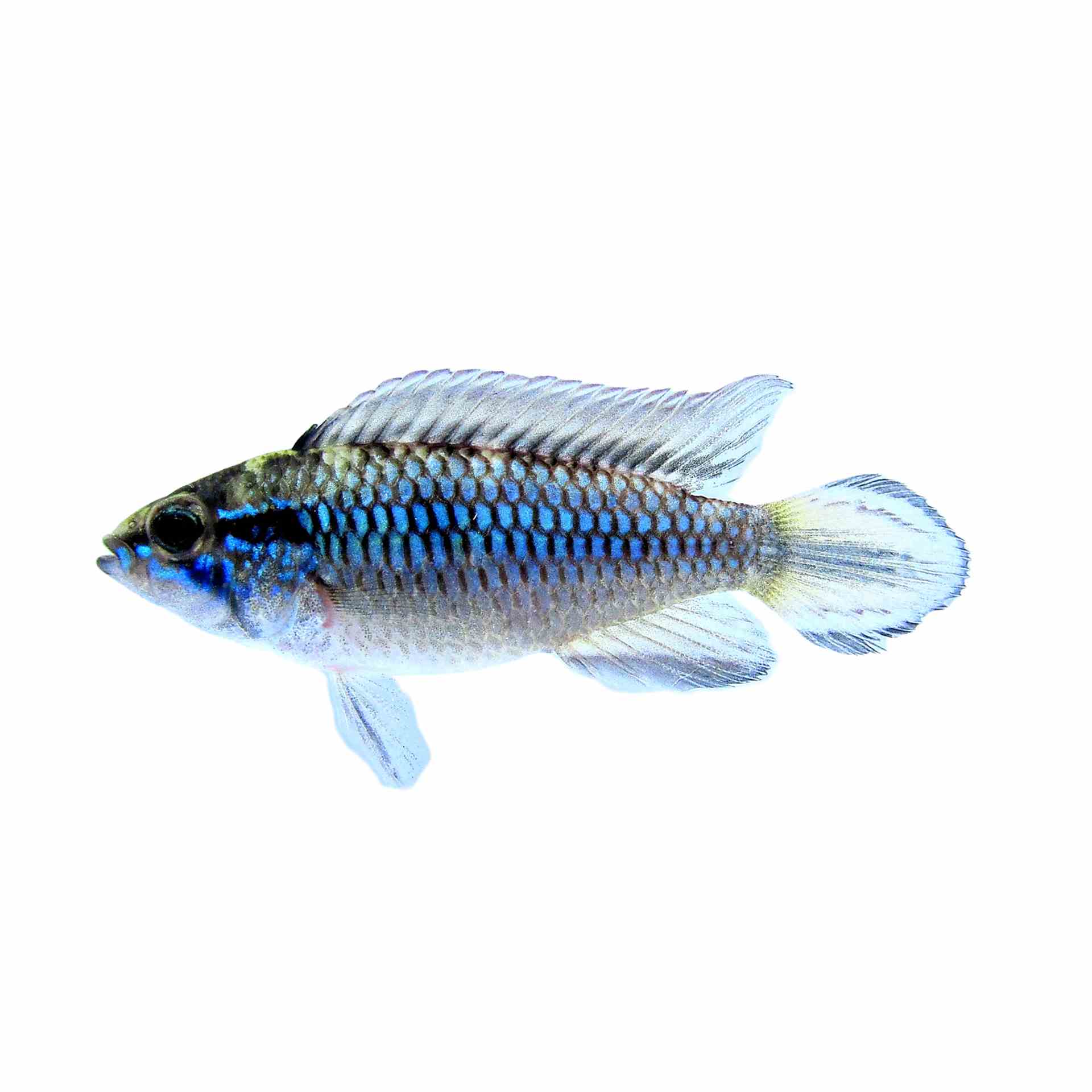 Apistogramma Agassizii (3cm)