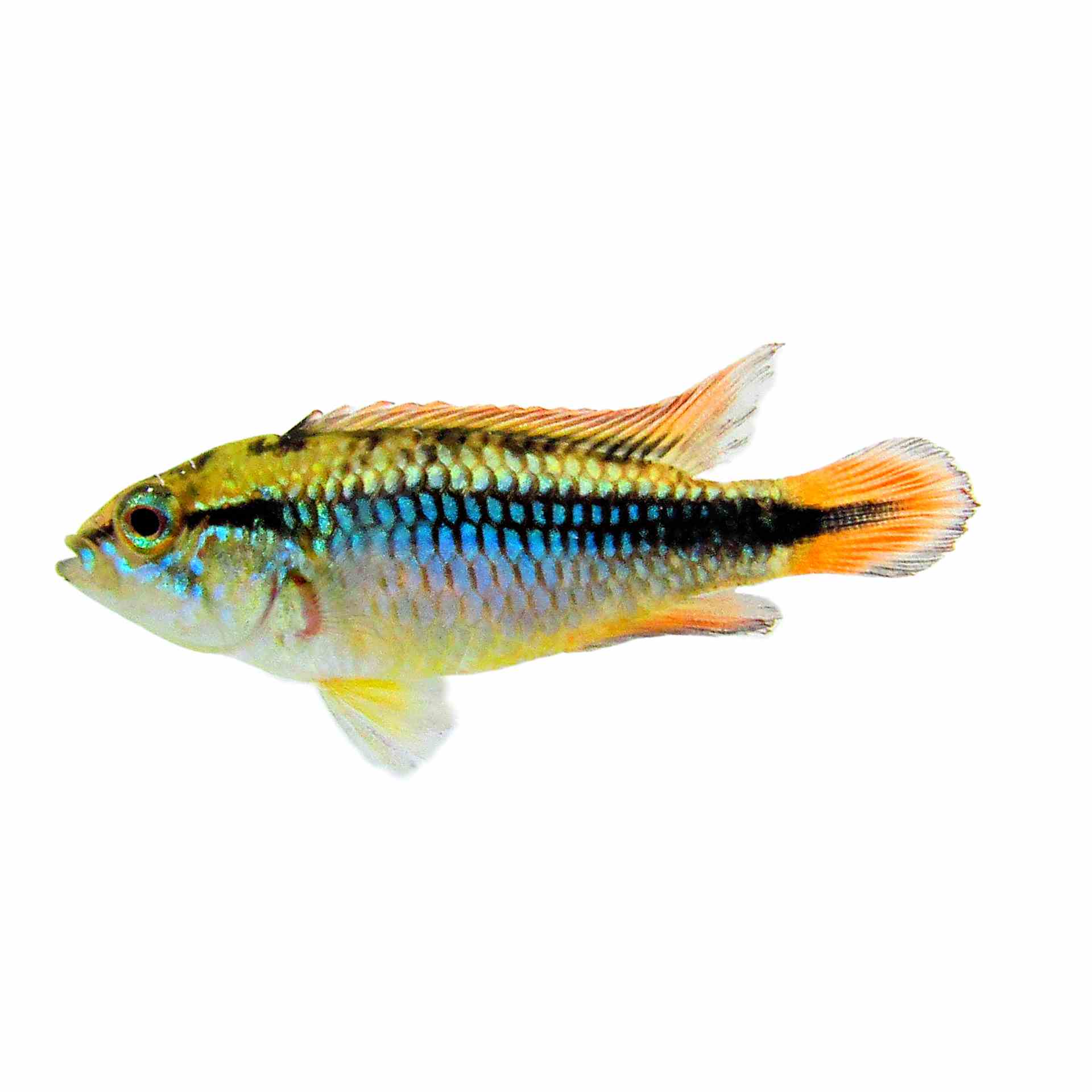 Apisto. Agassizii Double Red (3.5cm)