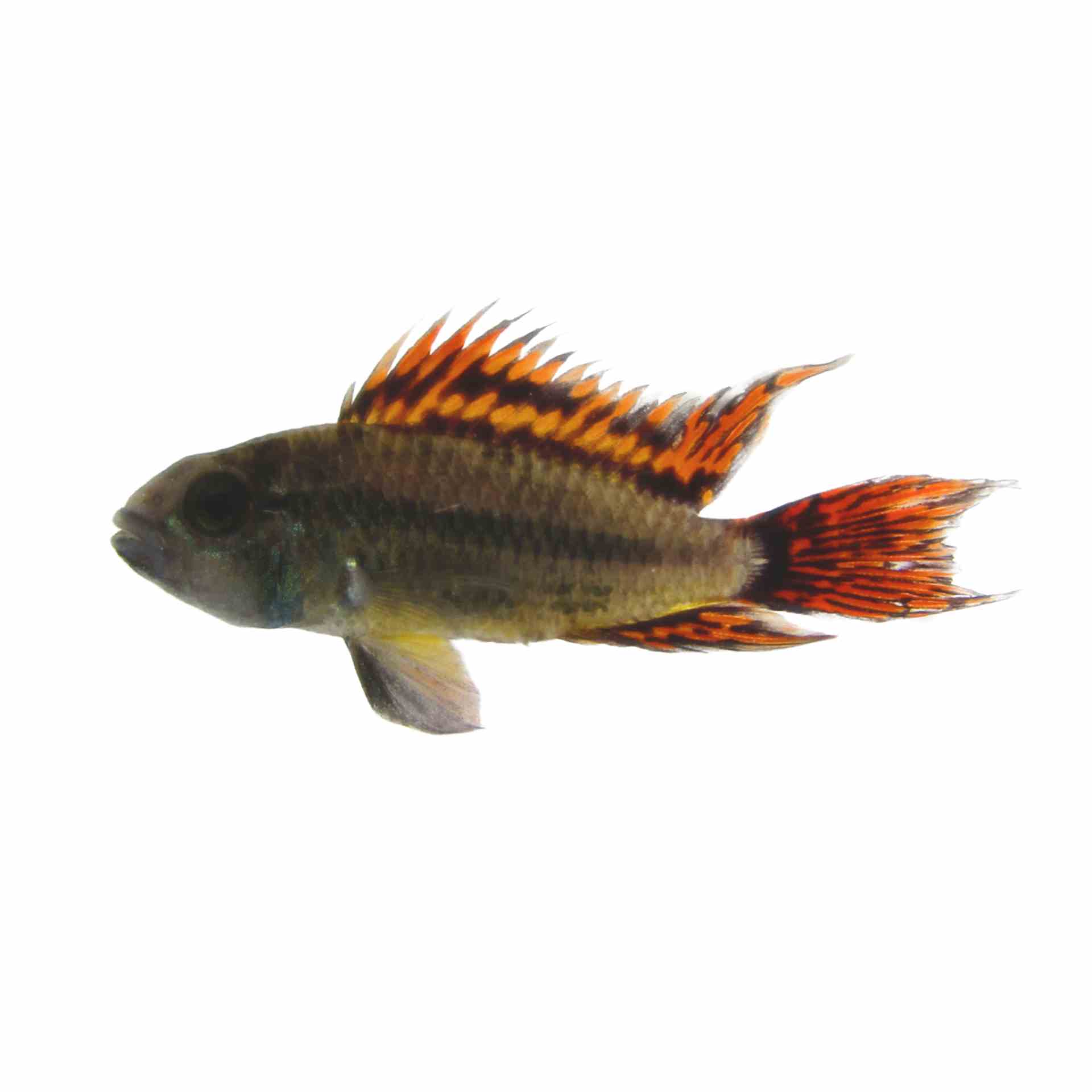 Apisto. Cacatuoides Double Red (3.5cm)