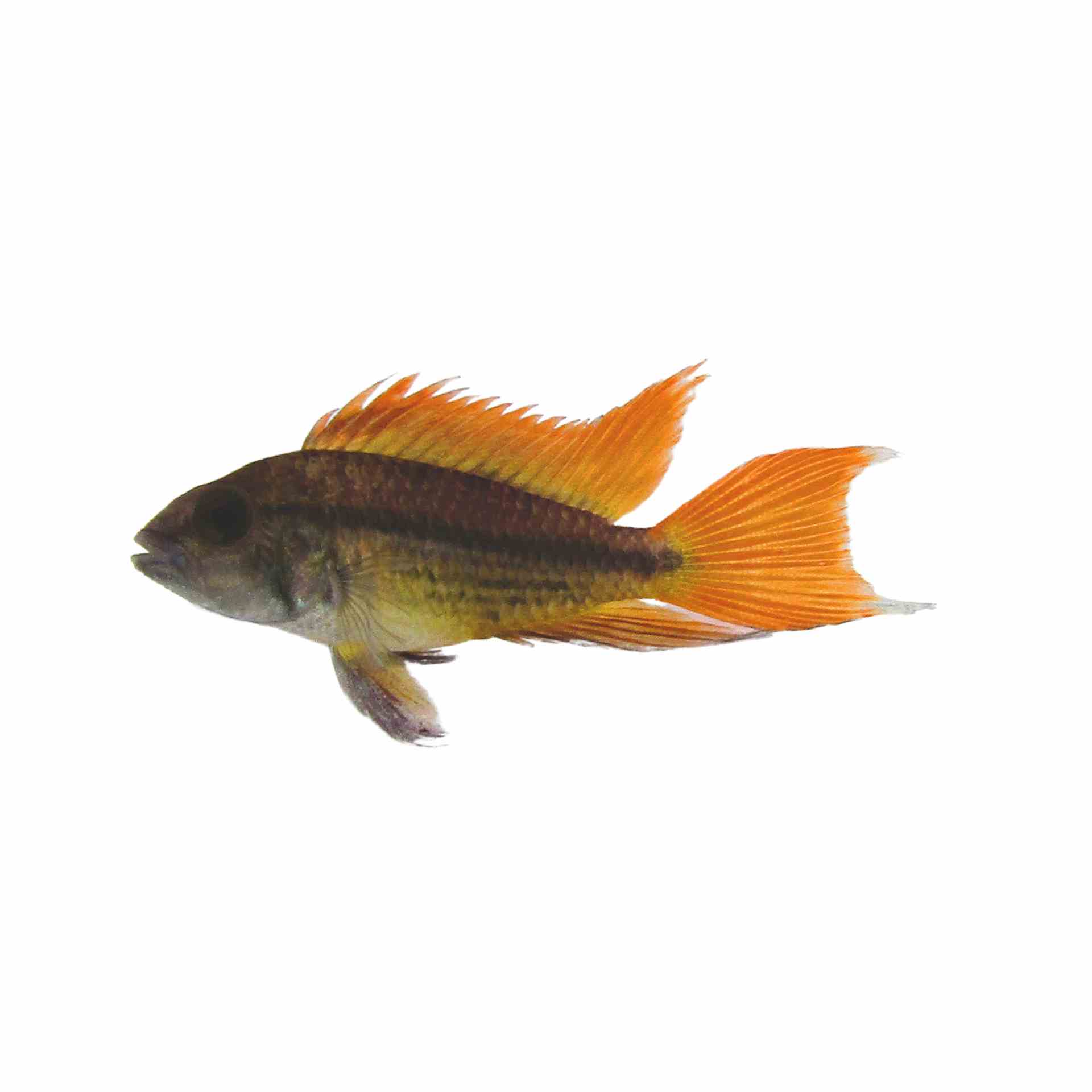 Apistogramma Cacatuoides Orange (3.5cm)