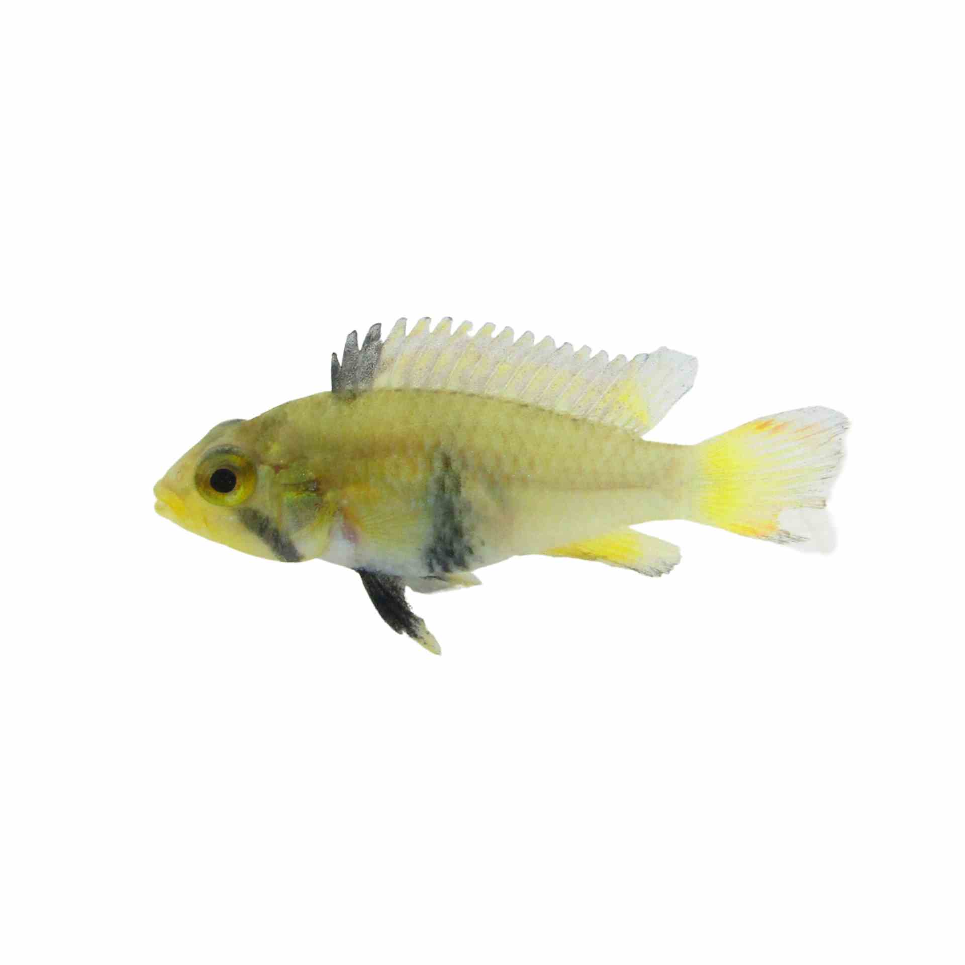 Apisto. Panduro (3cm)