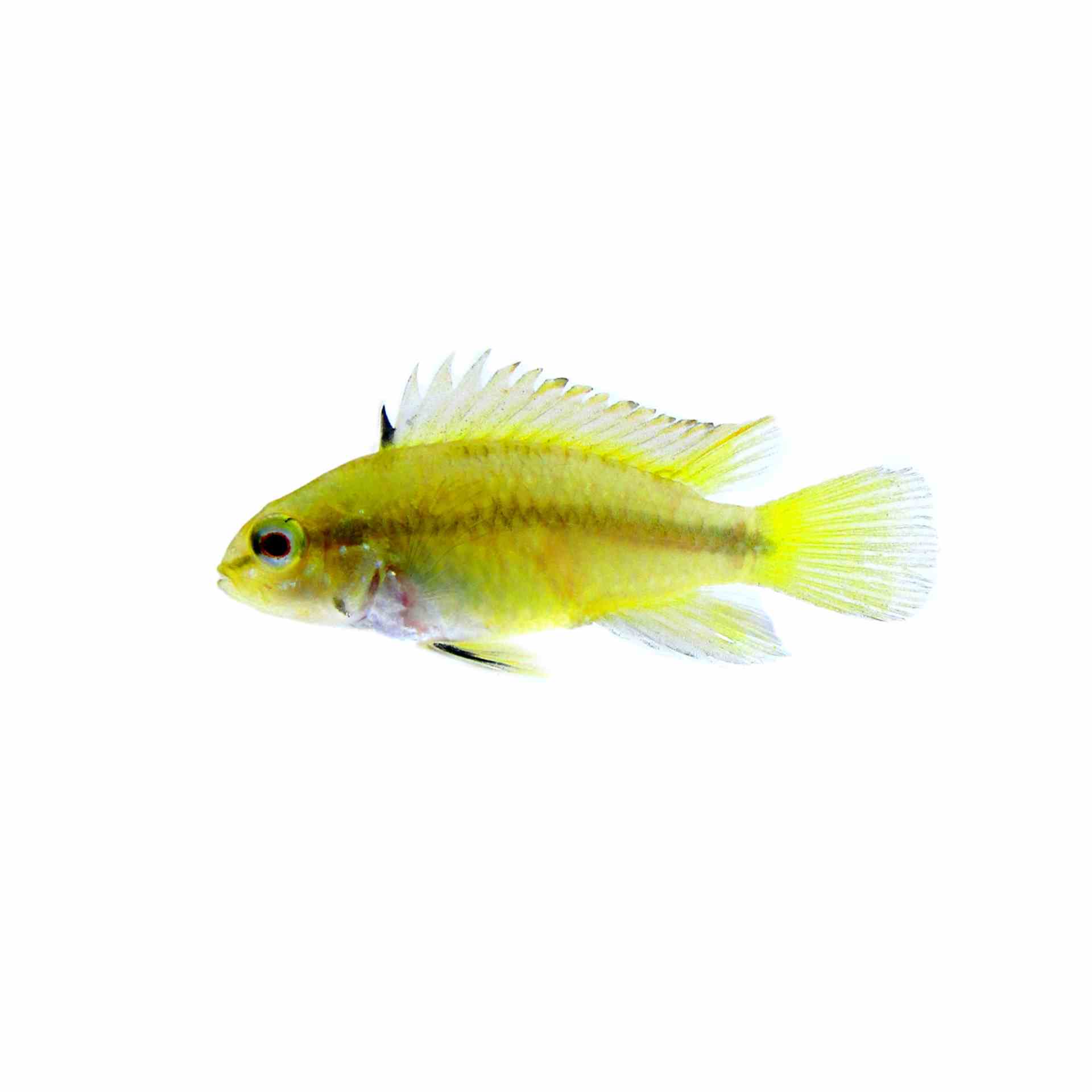 Apisto Trifasciata (3.5cm)