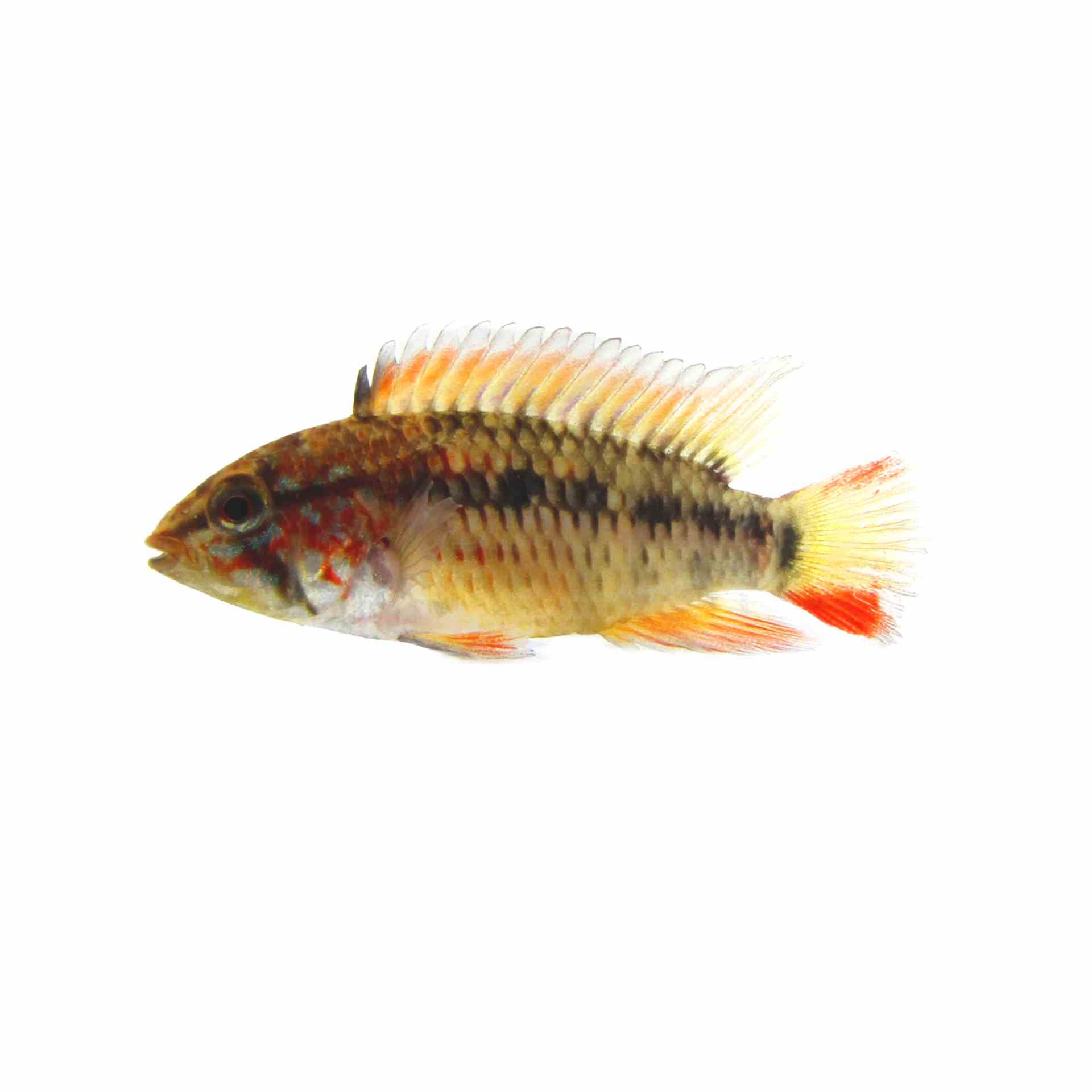 Apistogramma Viejita Red Neck (3.5cm)