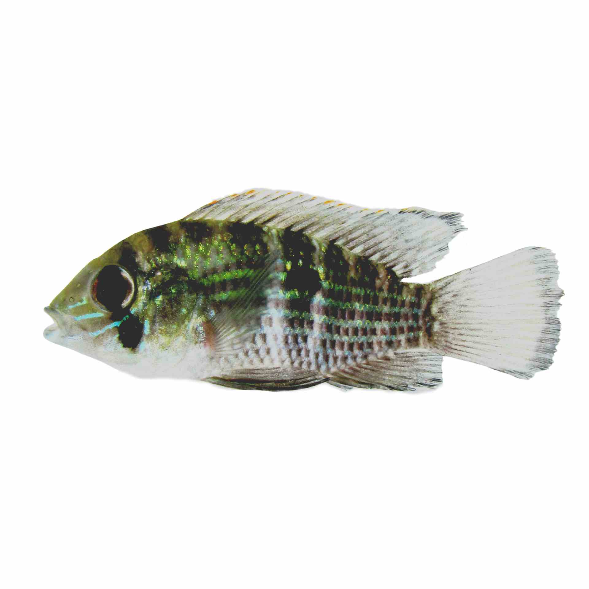 Blue Acara Cichlid (5cm)