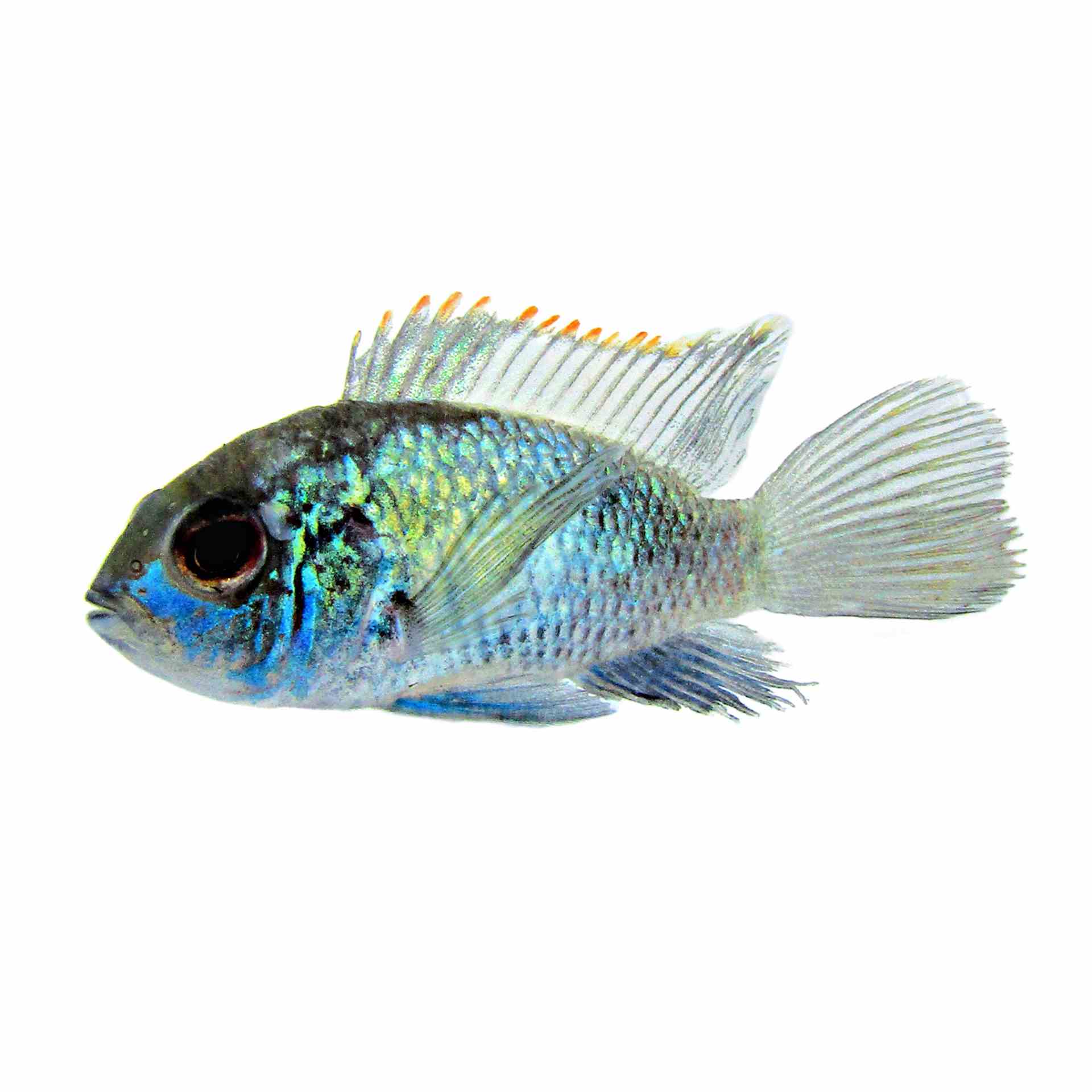 Neon Blue Acara (3cm)