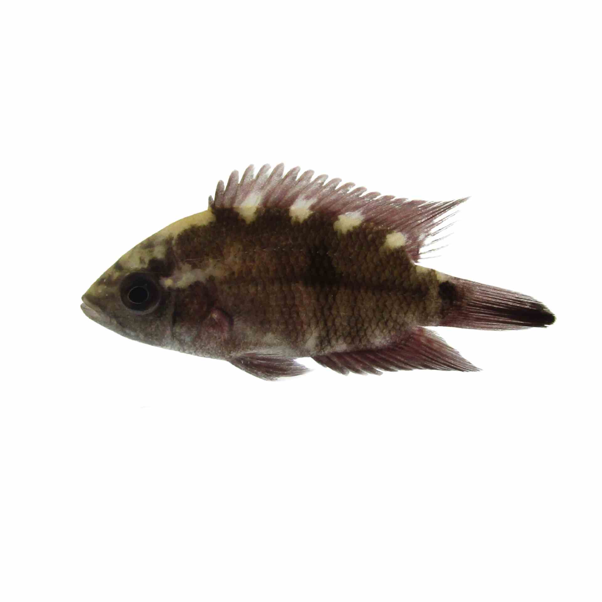Chocolate Cichlid - Red Ucayli (4-5cm) (5cm)