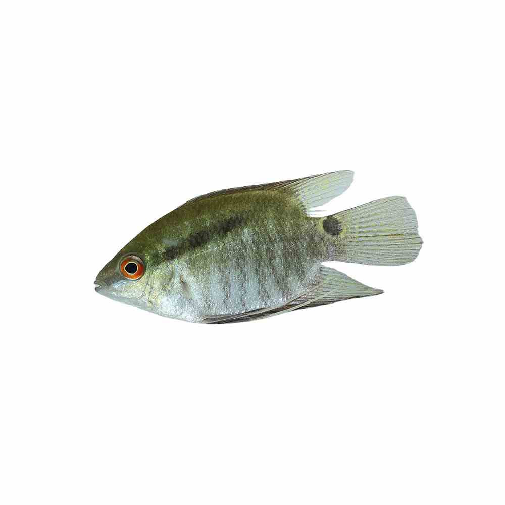 Festivum Cichlid (3-4cm) (3.5cm)