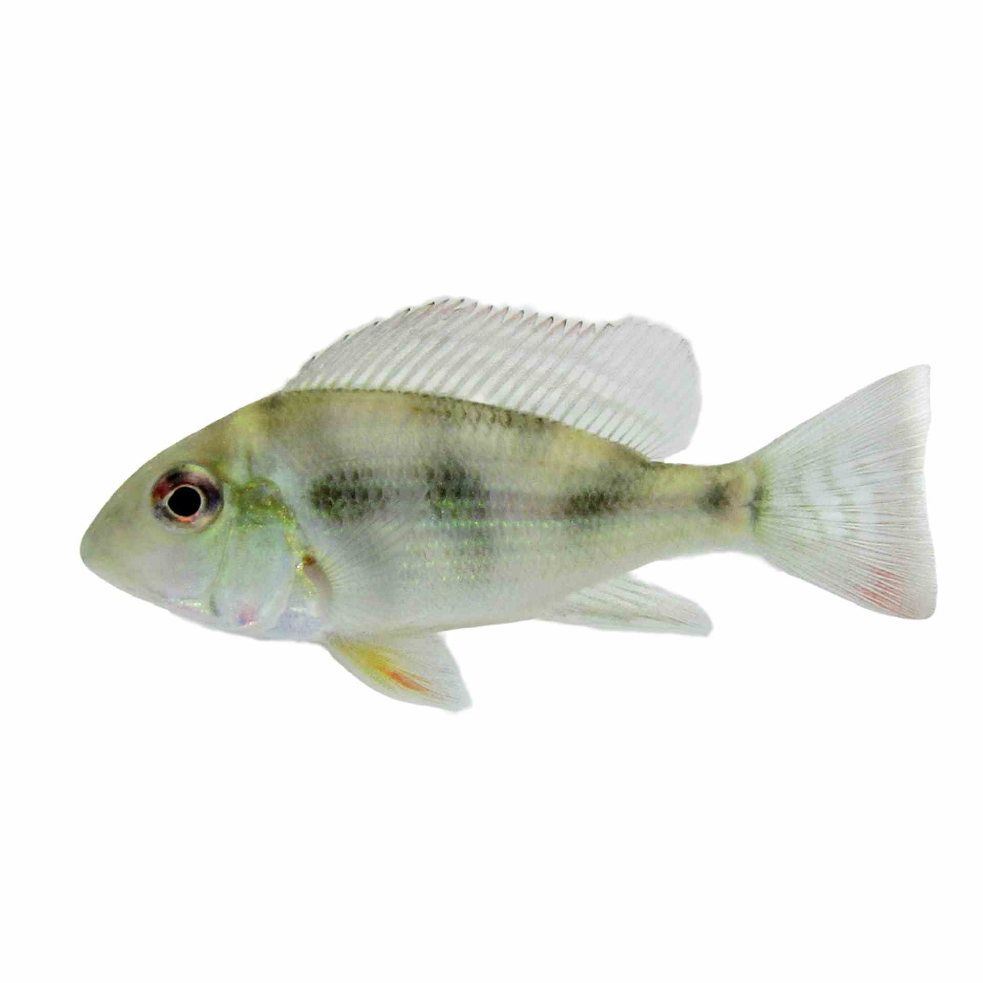Geophagus Red Horseface (4-5cm) (5cm)