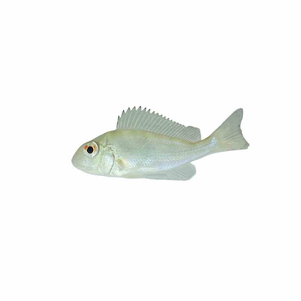 Geophagus Winemilleri (5cm)