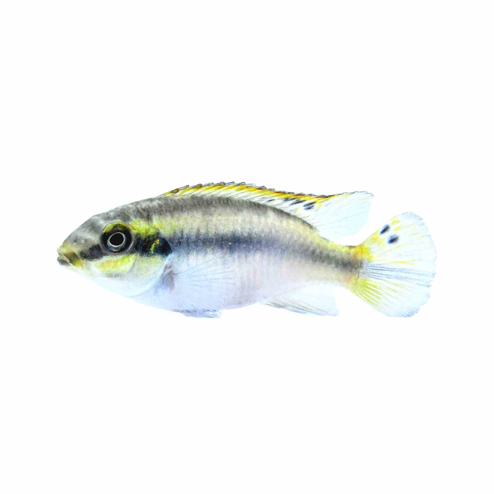 Kribensis (3.5cm)