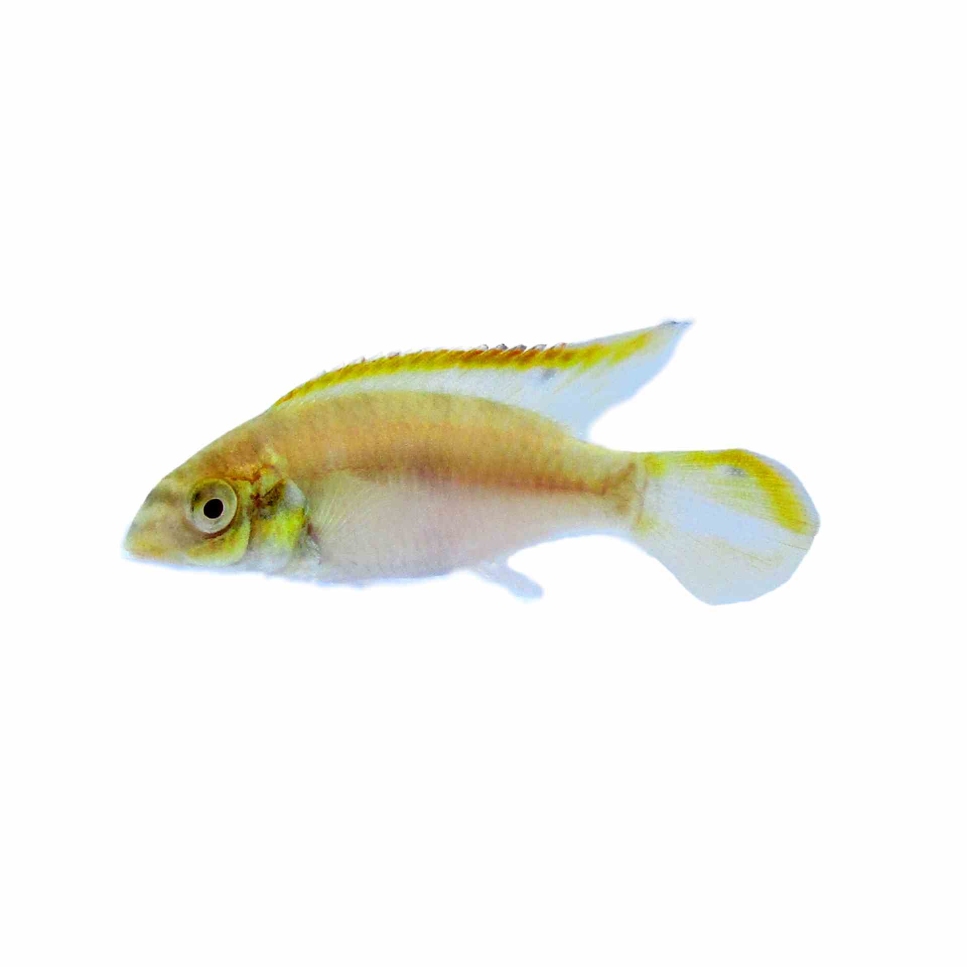 Kribensis Albino (3.5cm)