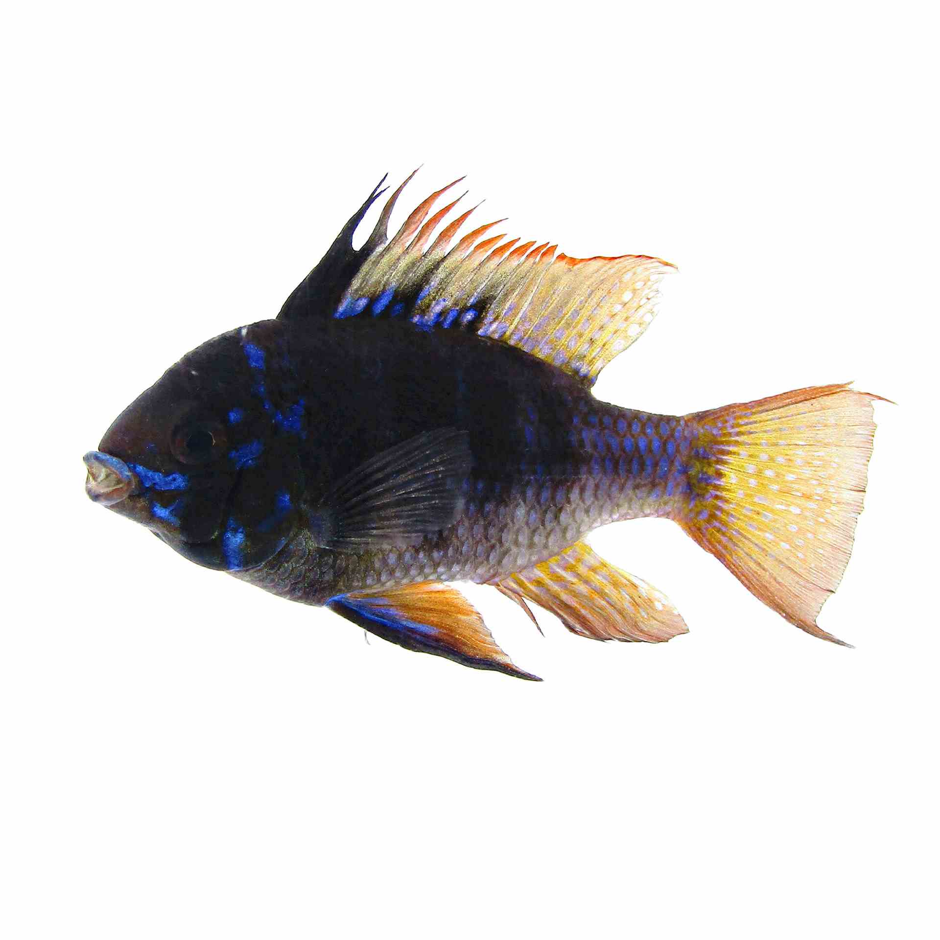 Ramirezi Blue-black (3.5cm)