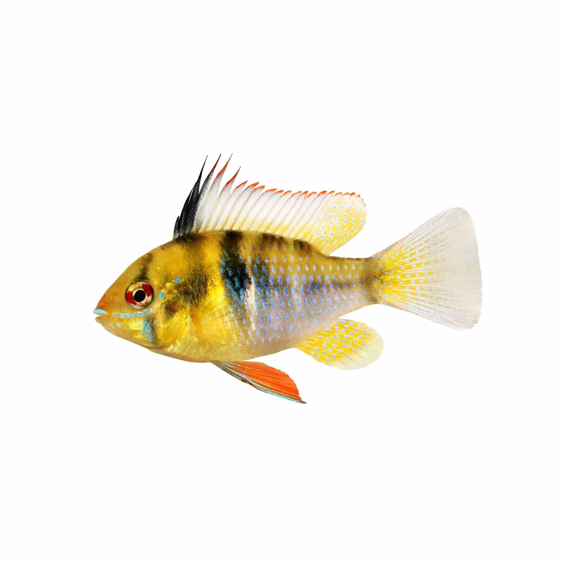 Ramirezi Blue (3-4cm) (3.5cm)