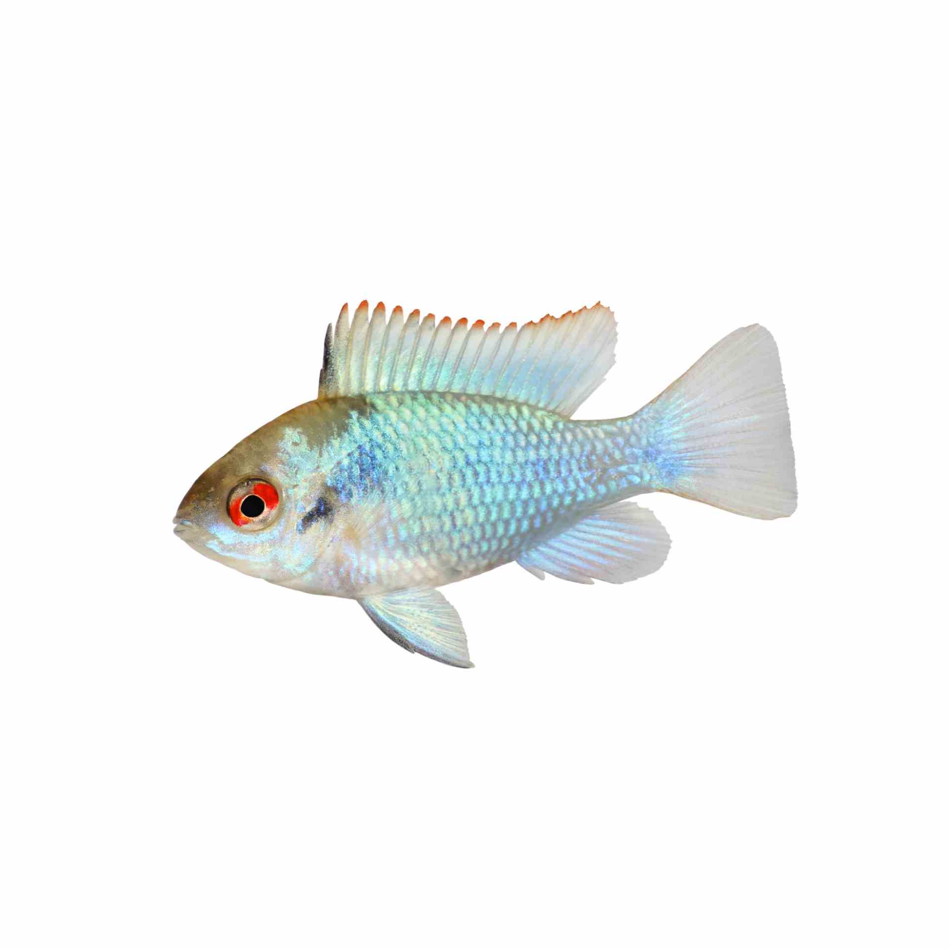Ramirezi Electric Blue (3-4cm) (3cm)