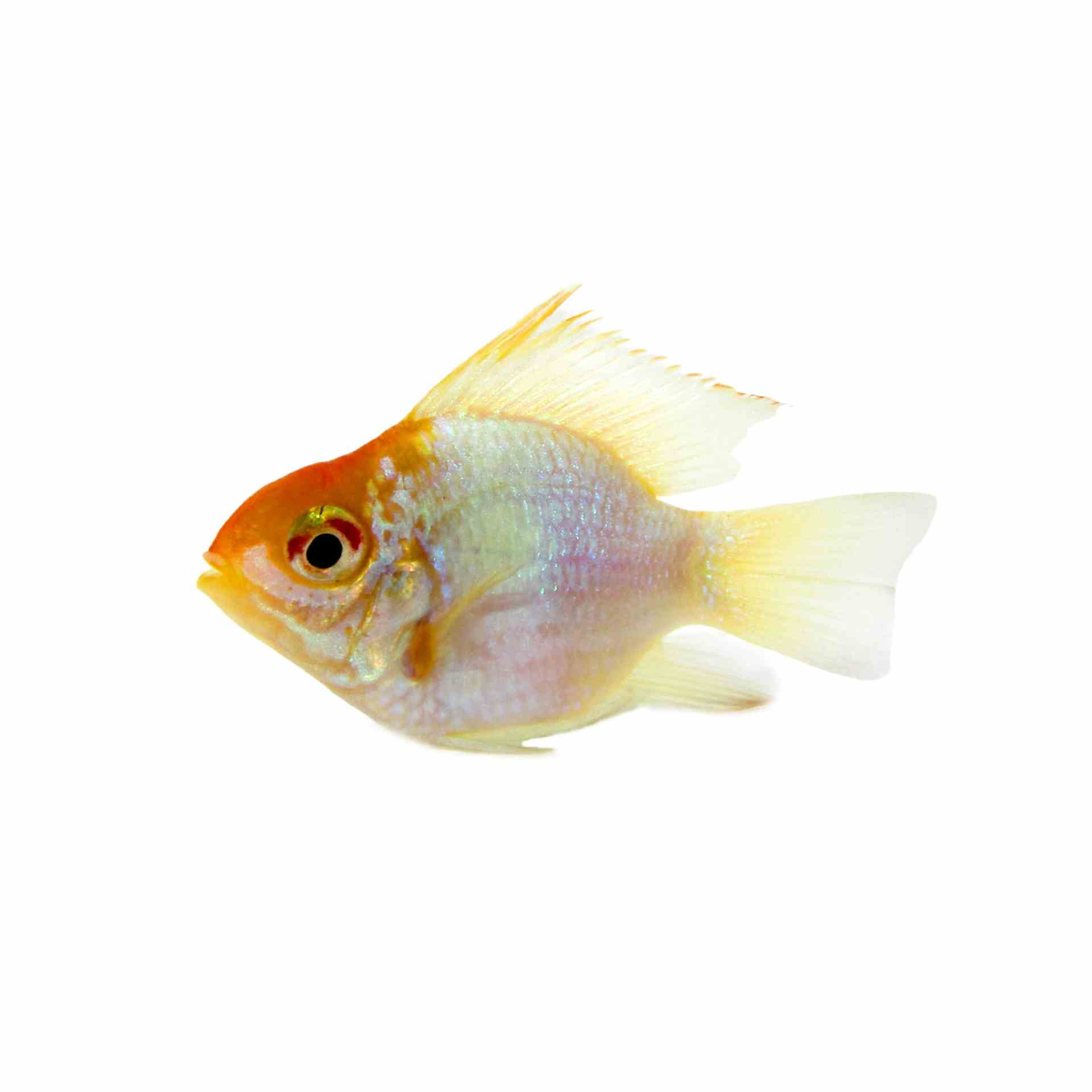 Balloon Gold Head Elec Blue Ram (4cm)