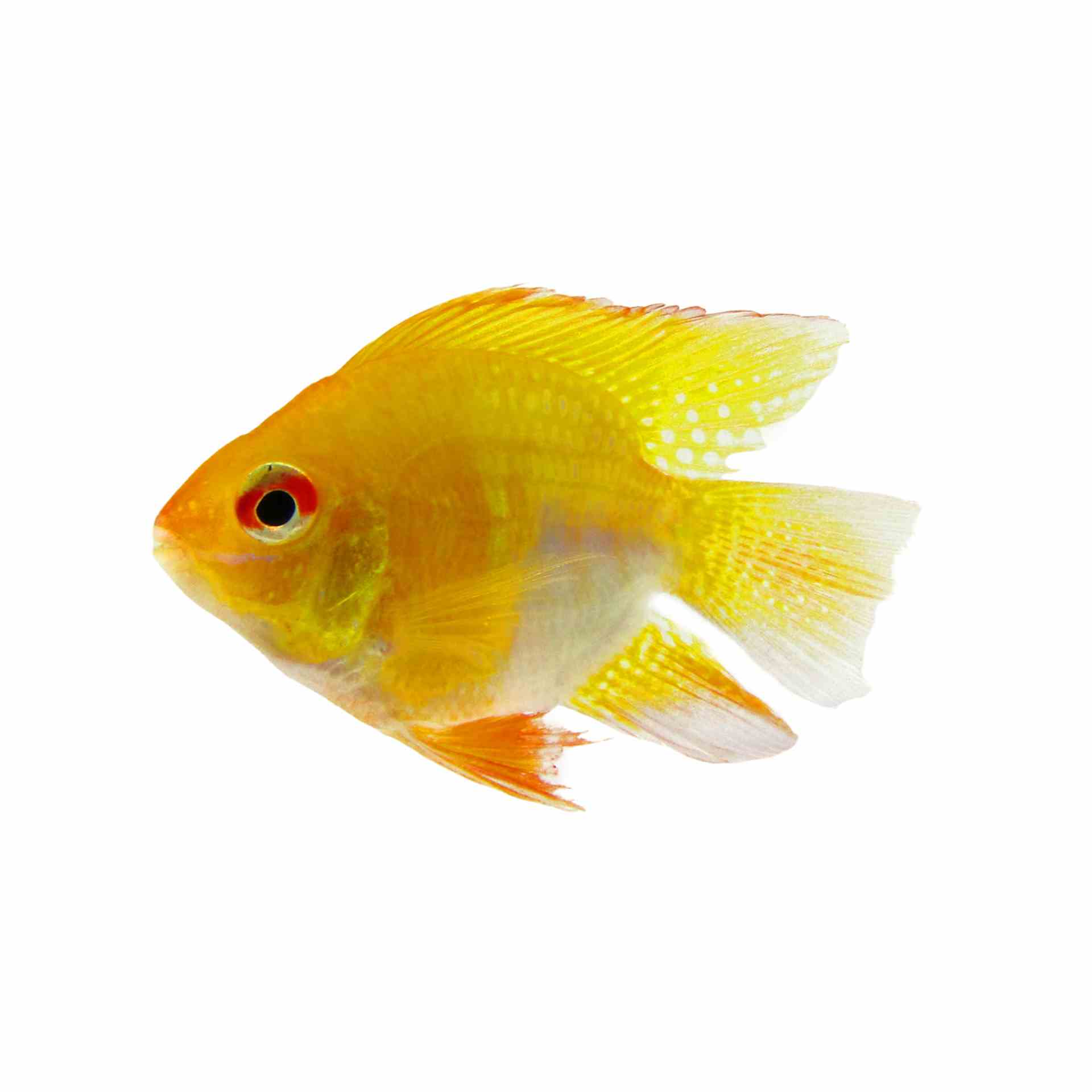 Balloon Ramirezi Golden (3cm)