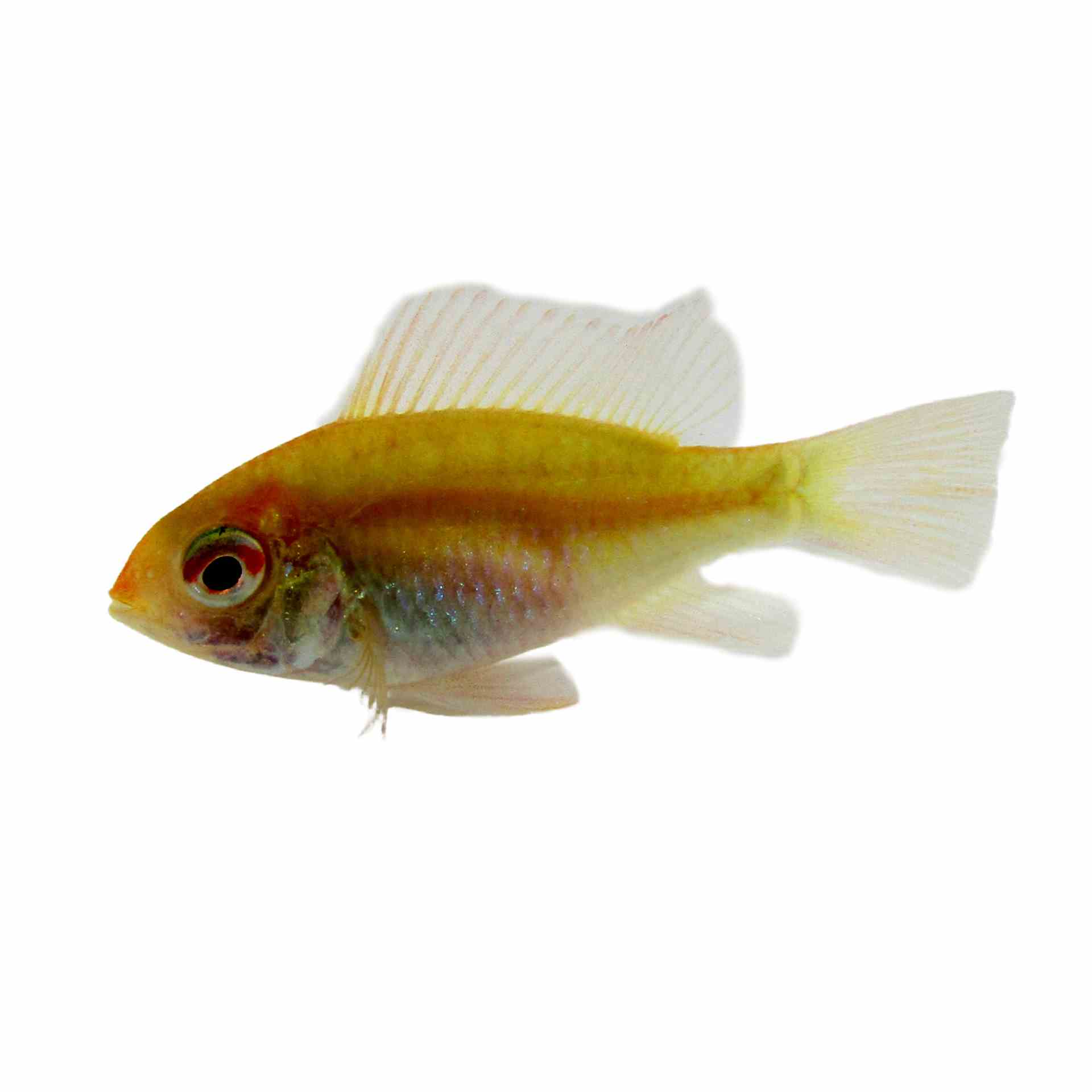 Ramirezi Golden (3-4cm) (3.5cm)