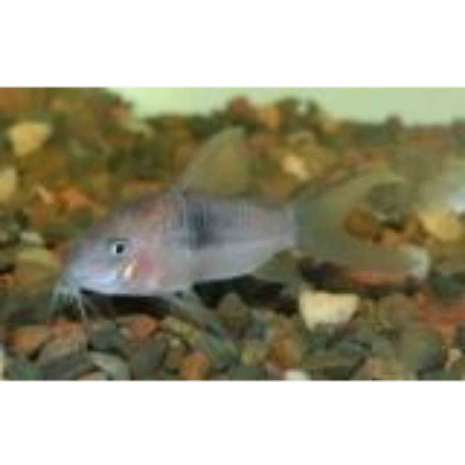 Long Finned Bronze Corydoras (3.5cm)