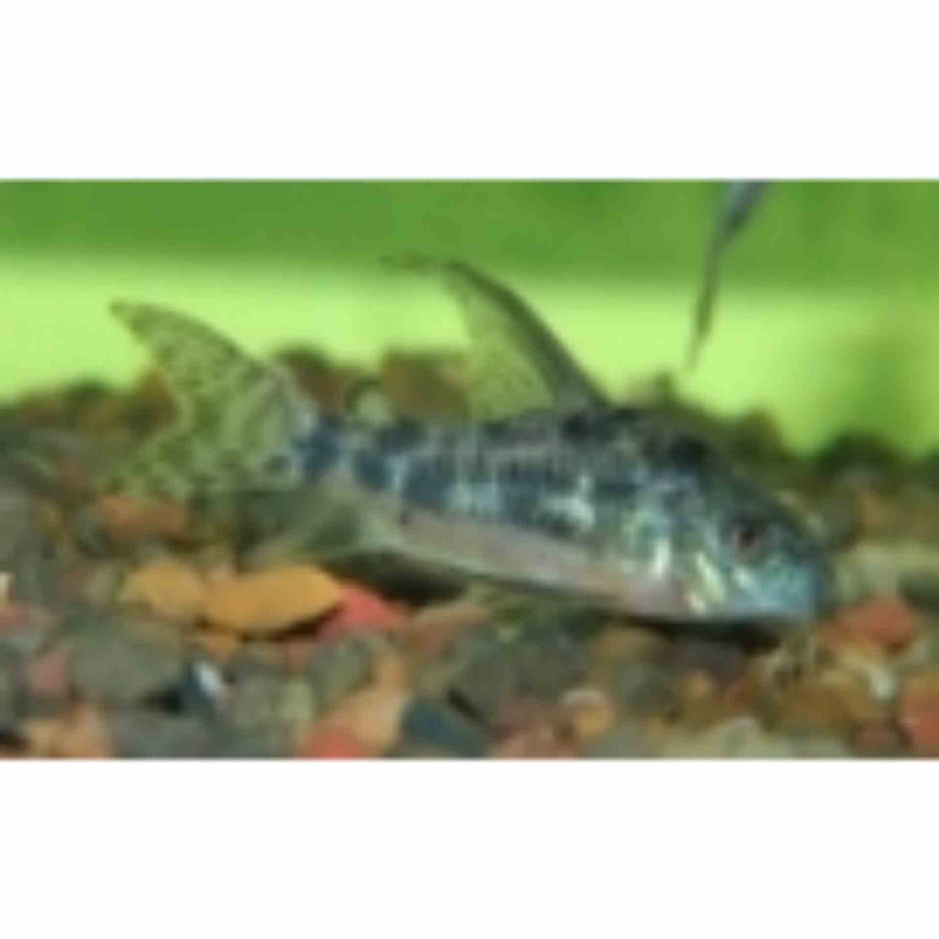 Long Fin Peppered Corydoras (3.5cm)