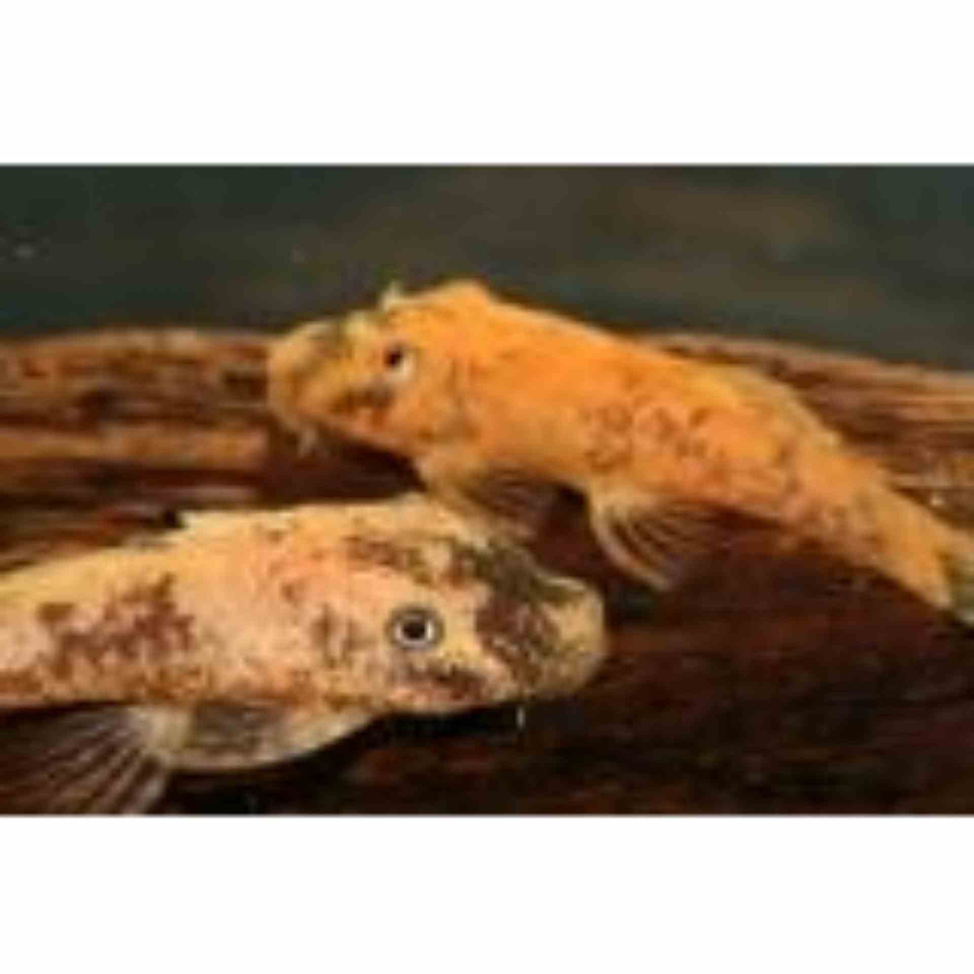 Marble Bristlenose Catfish (5cm)