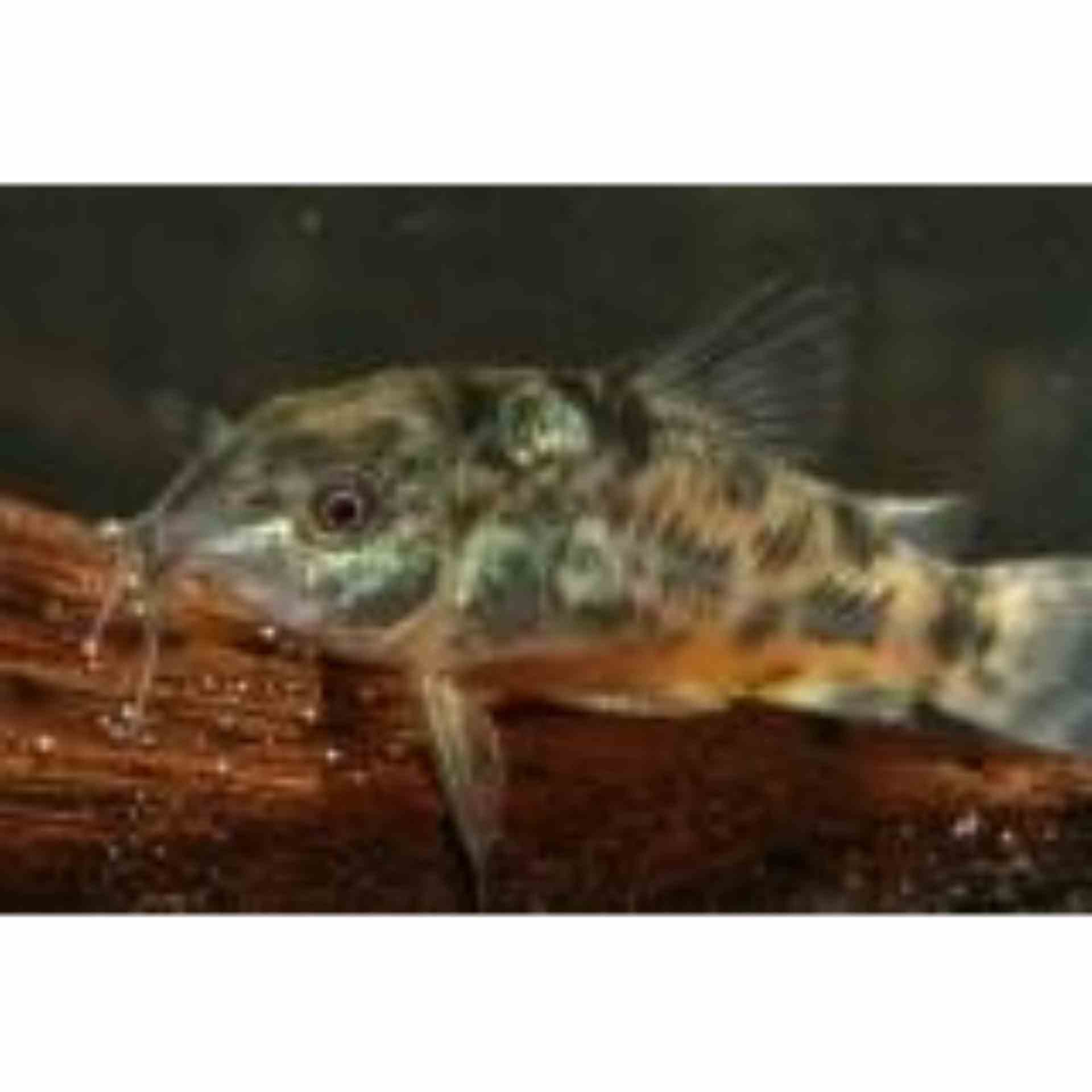 Peppered Cory (4cm)