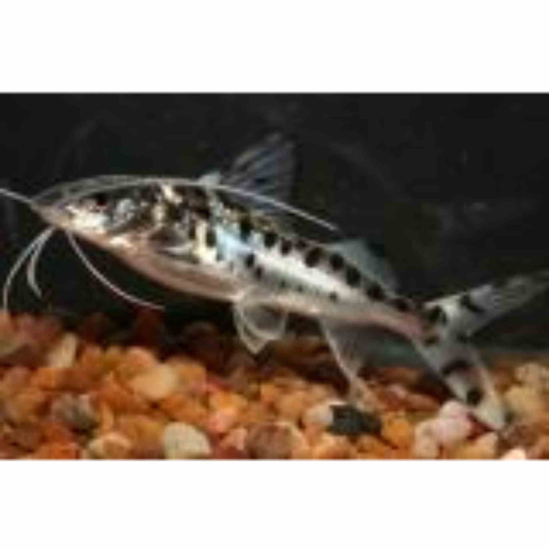 Pictus Catfish (4cm)