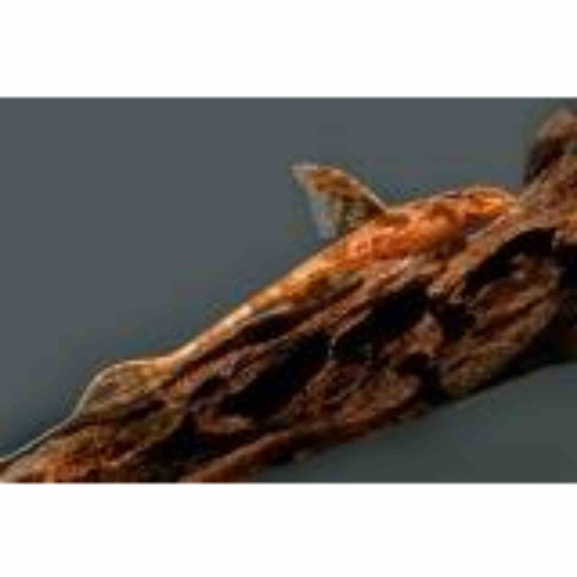 Red Whiptail Catfish (4-5cm) (5cm)