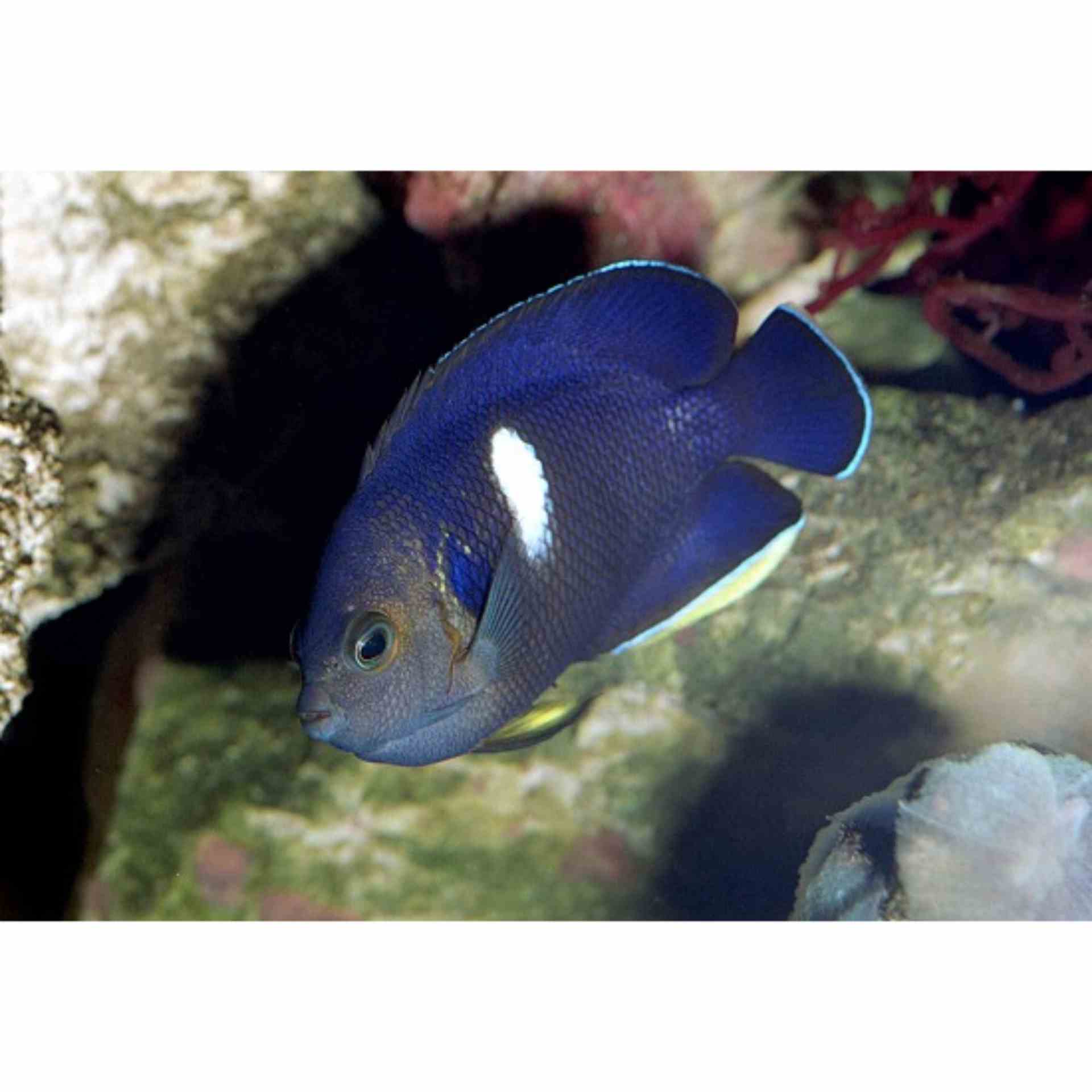 Angelfish - Keyhole (MED)