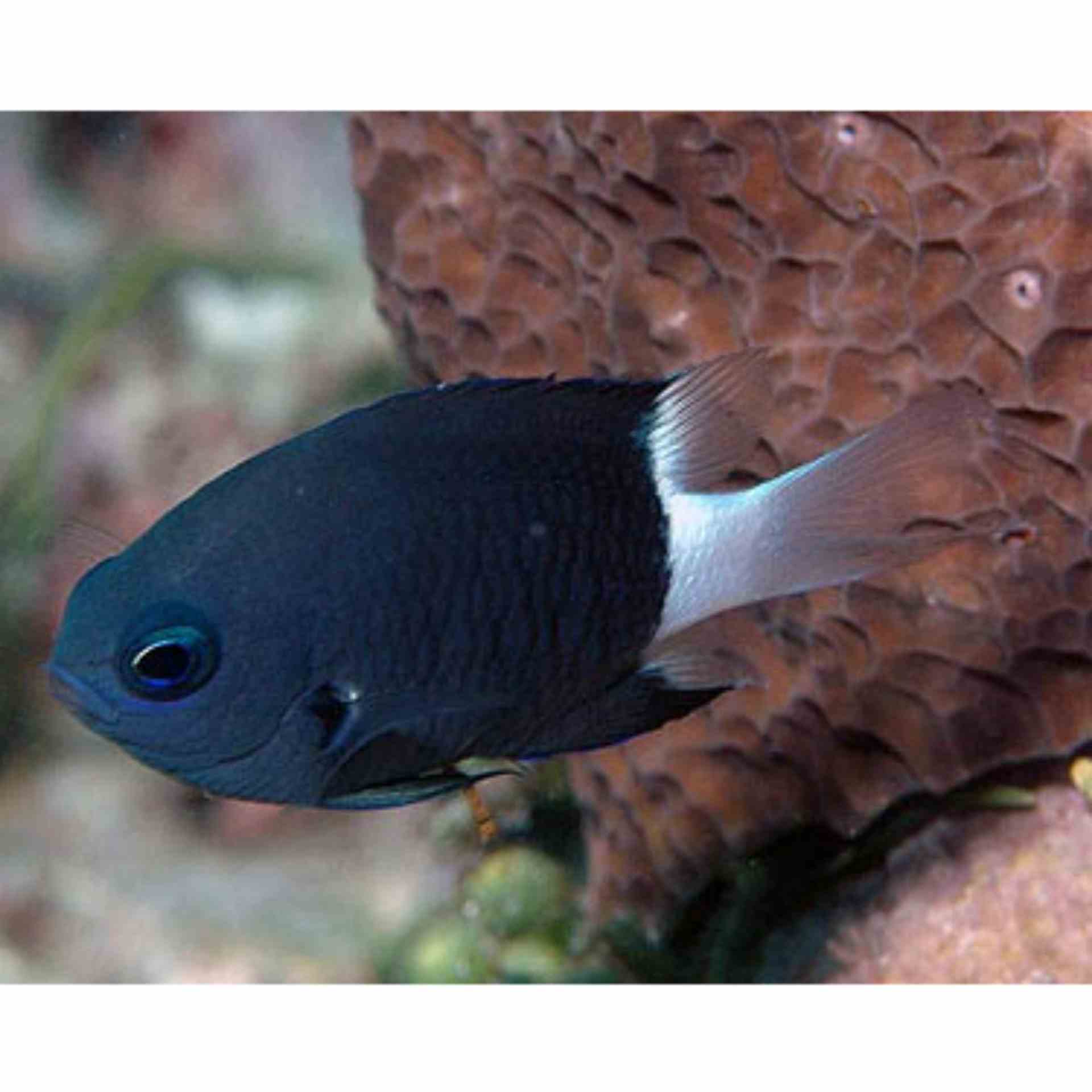 Chromis - Bicolour (MED)