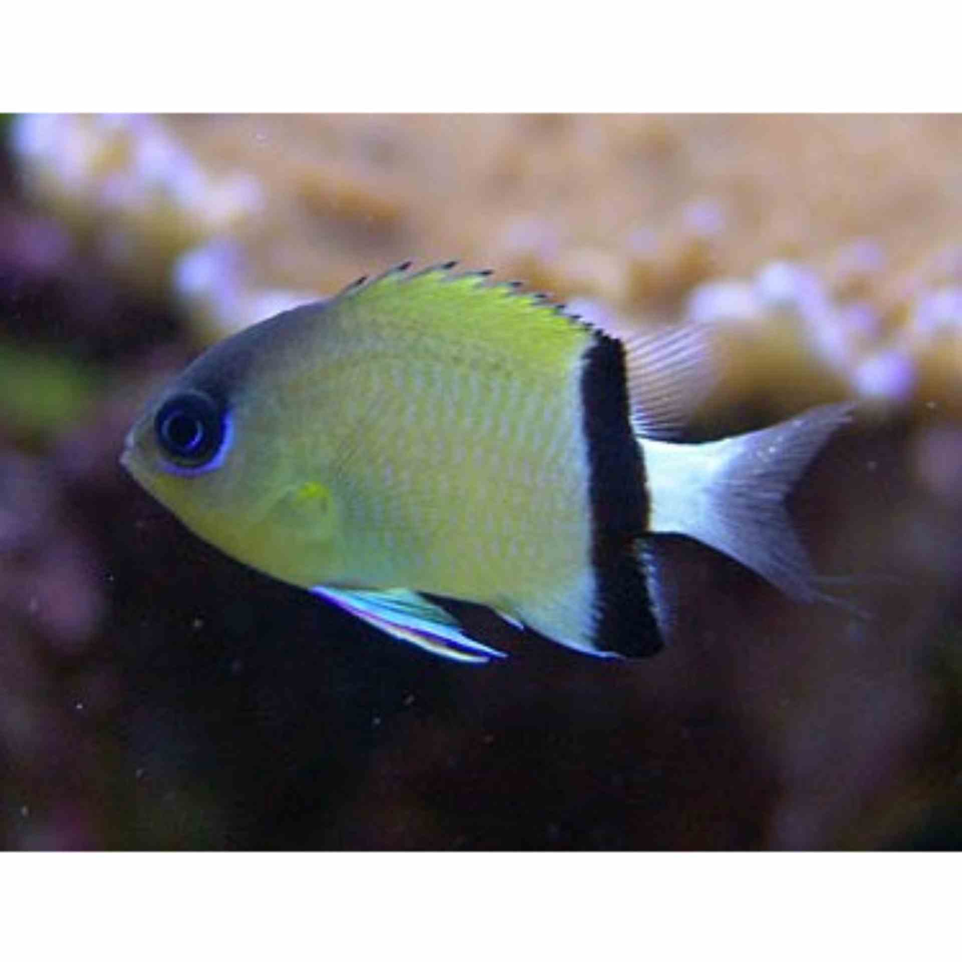 Chromis - Black Bar (MED)