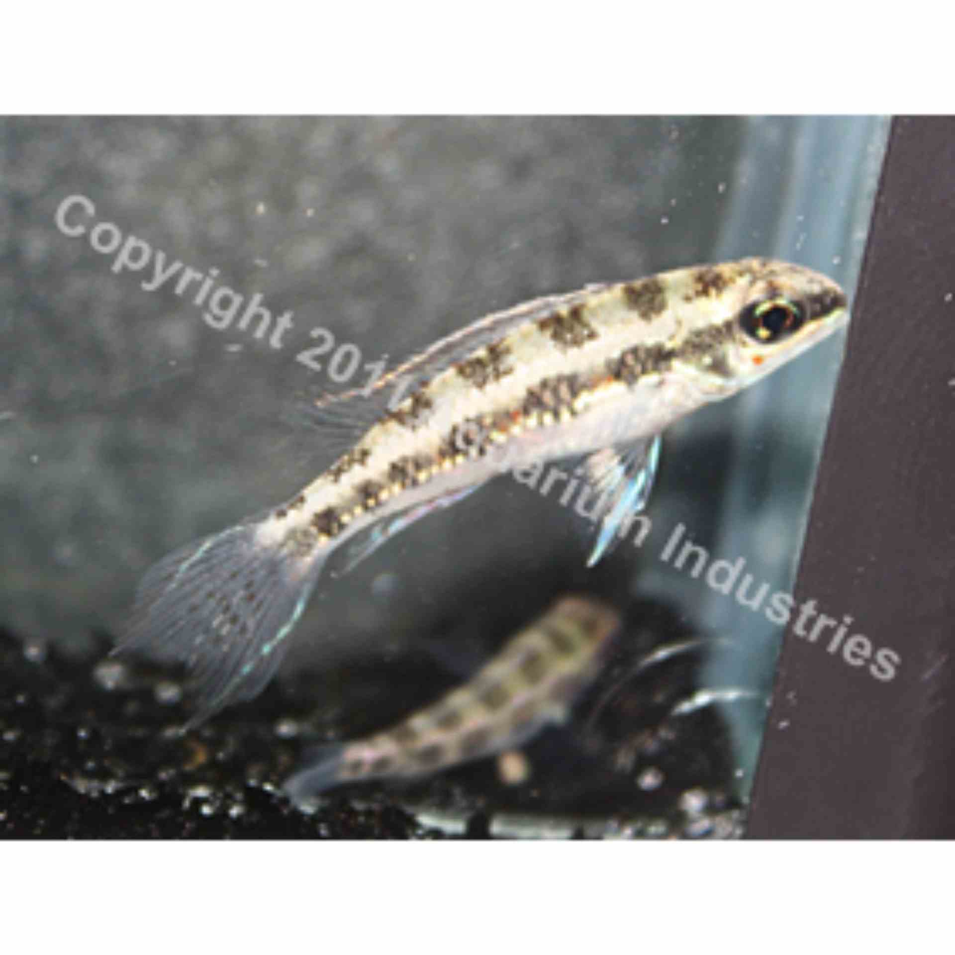 Checkerboard Cichlid - Wild (2-3cm) (3cm)