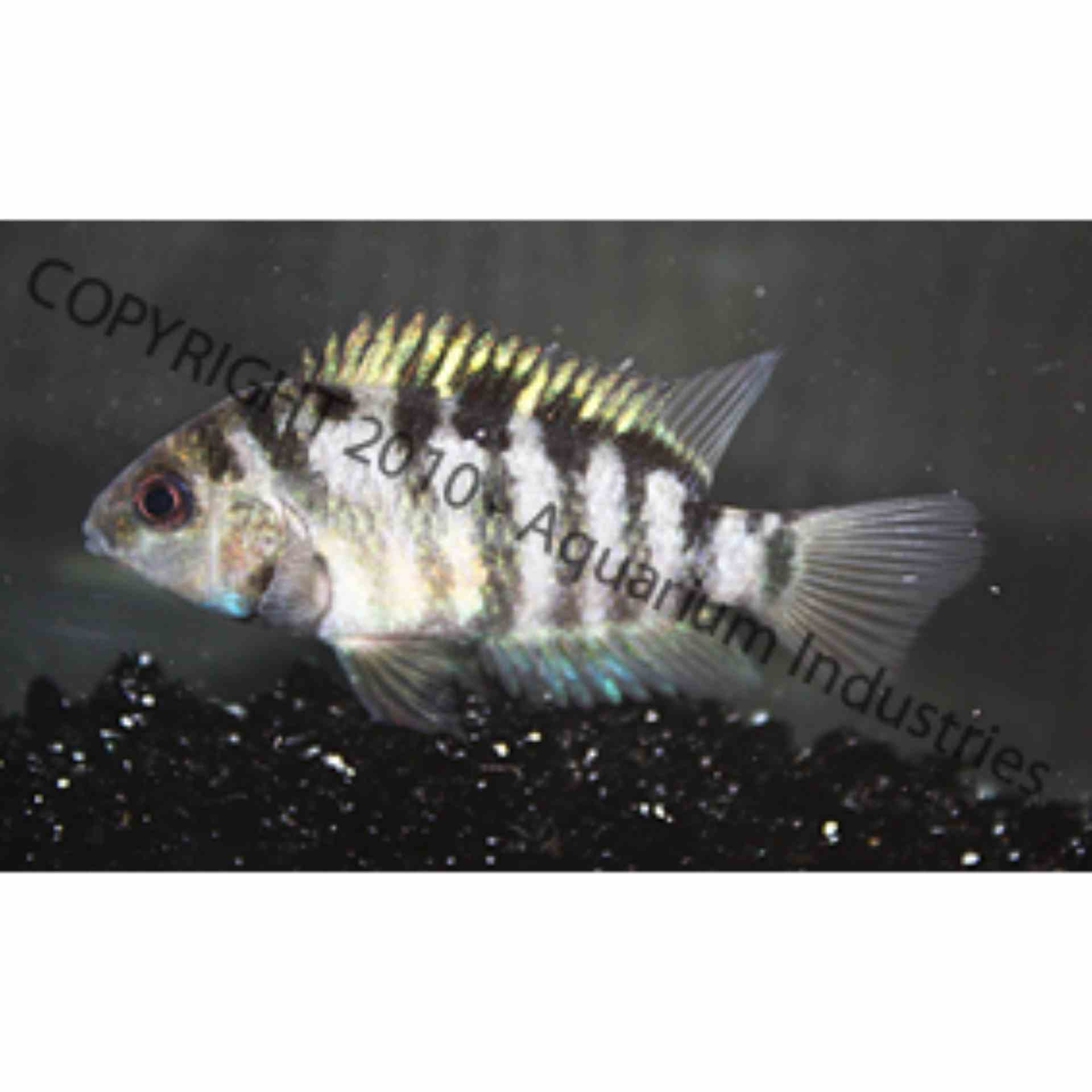 Convict Cichlid (8cm)