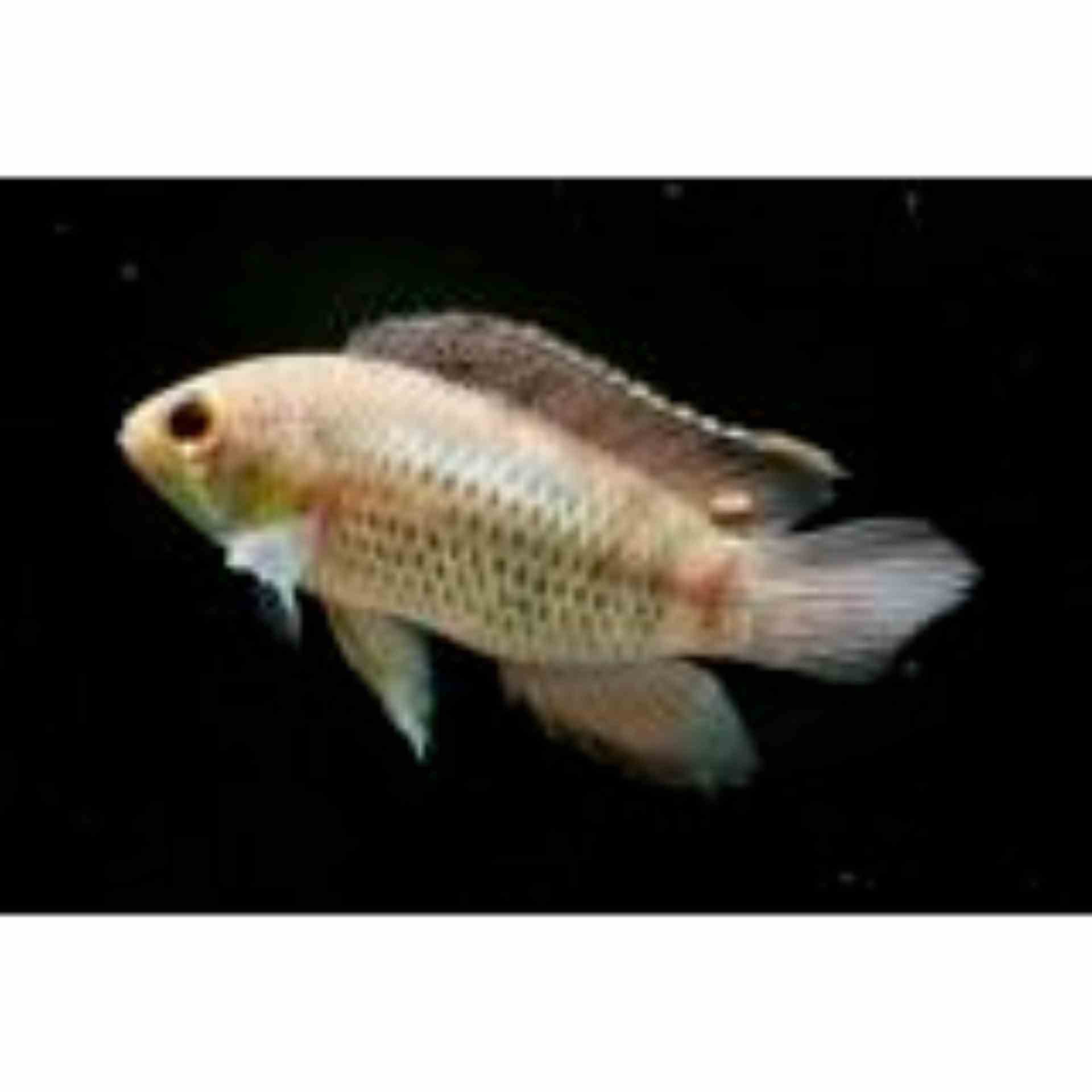 Golden Dwarf Cichlid (3cm)