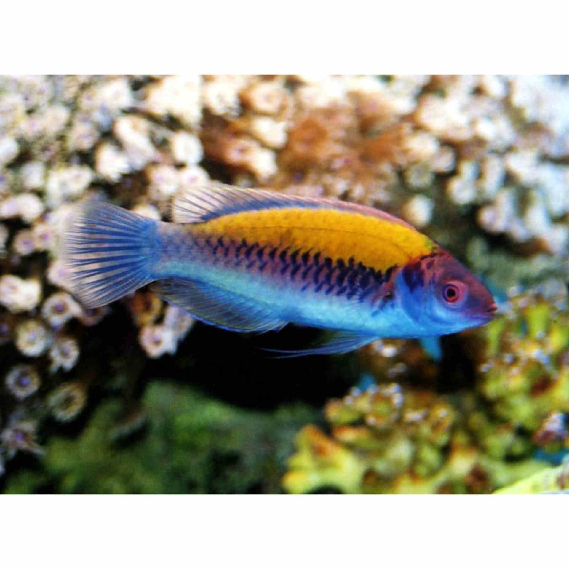 Wrasse Orange Back Fairy (MED)