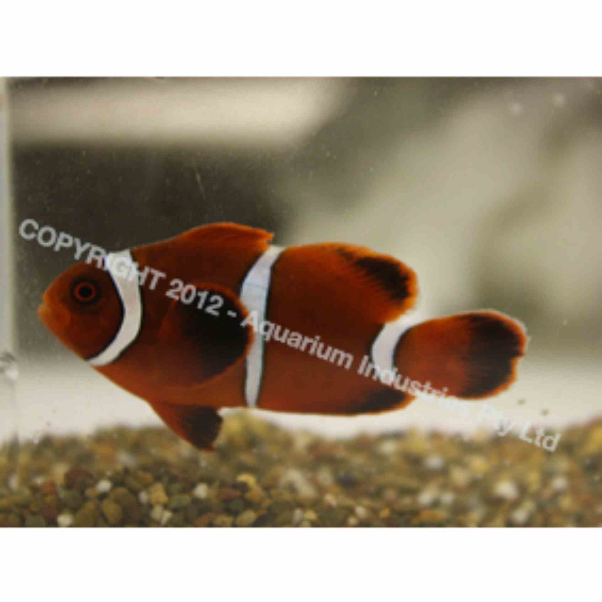 Clownfish - Maroon (SML)