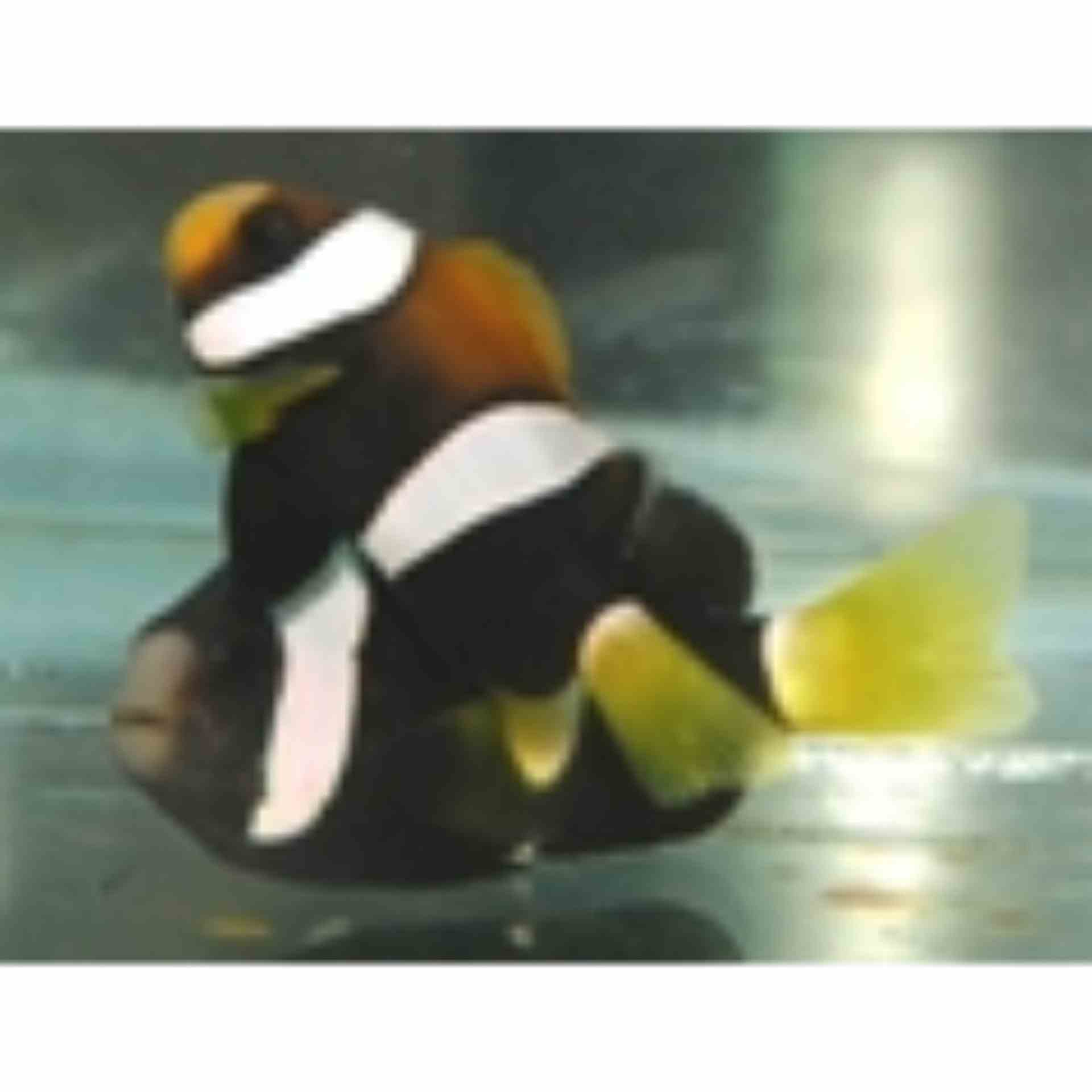 Clownfish - Clark's - Indo Pac (MED)