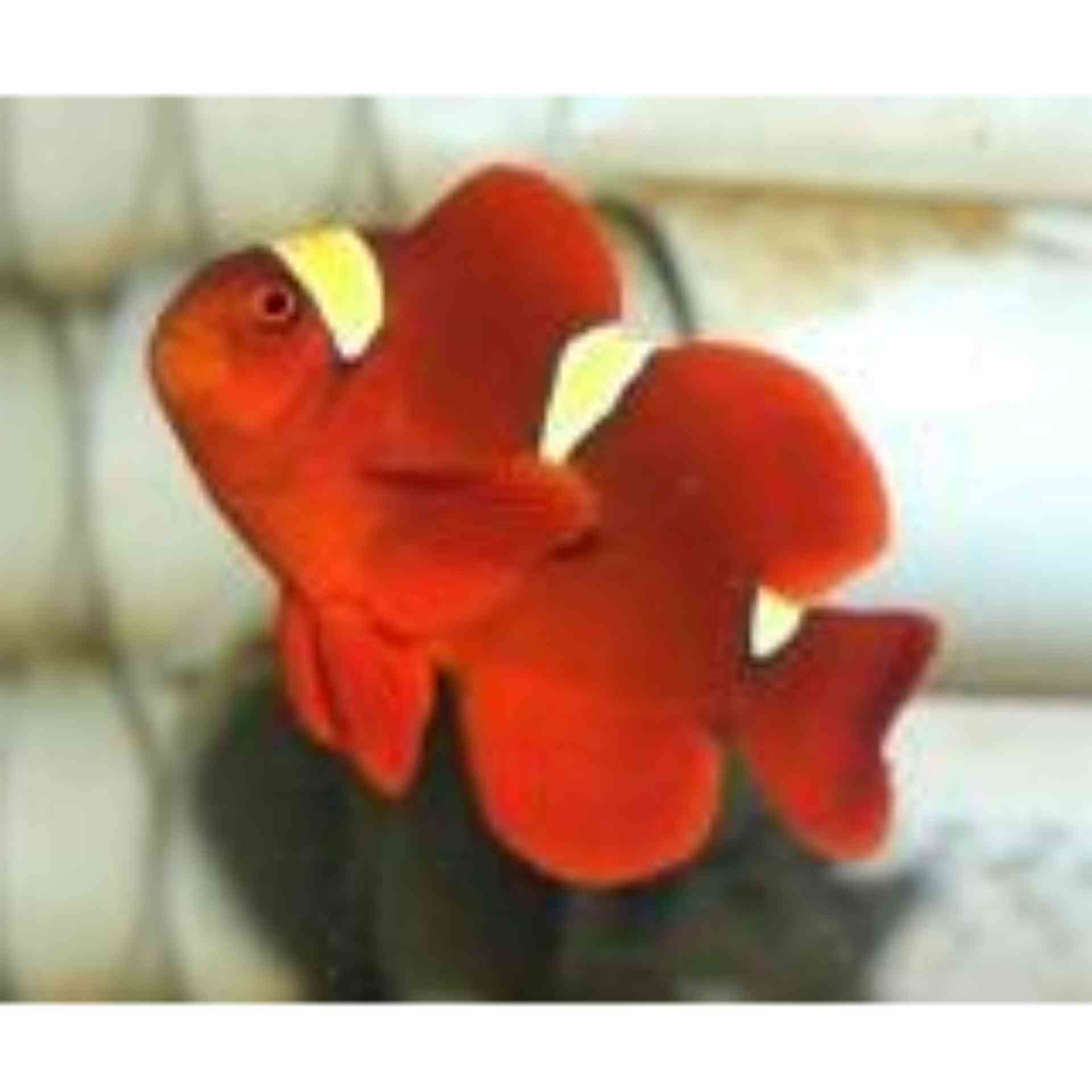 Clownfish - Goldstripe Maroon (MED)