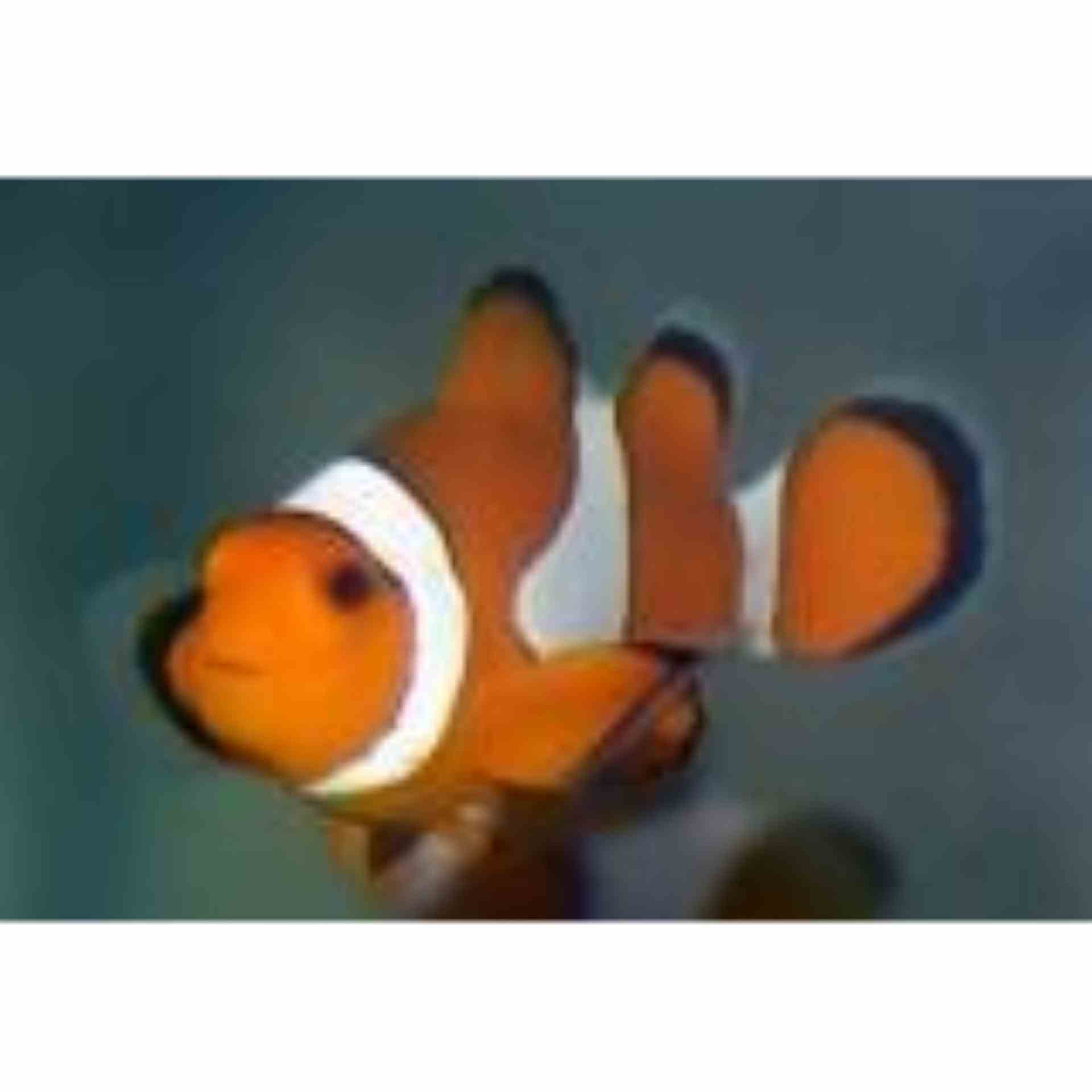 Clownfish - Orange & White (LGE)