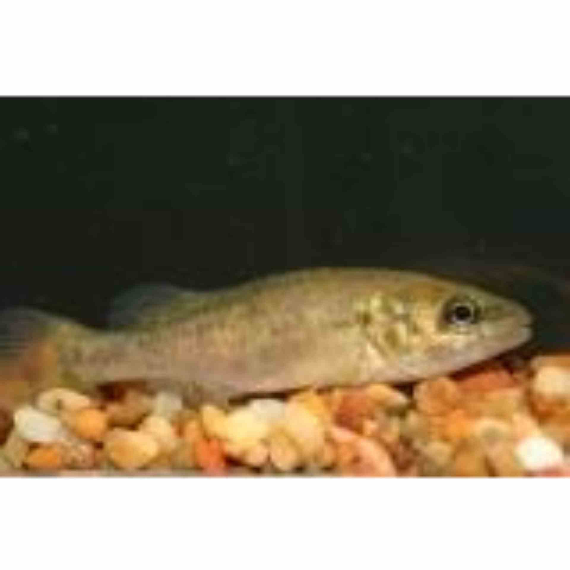 Murray Cod (9cm)