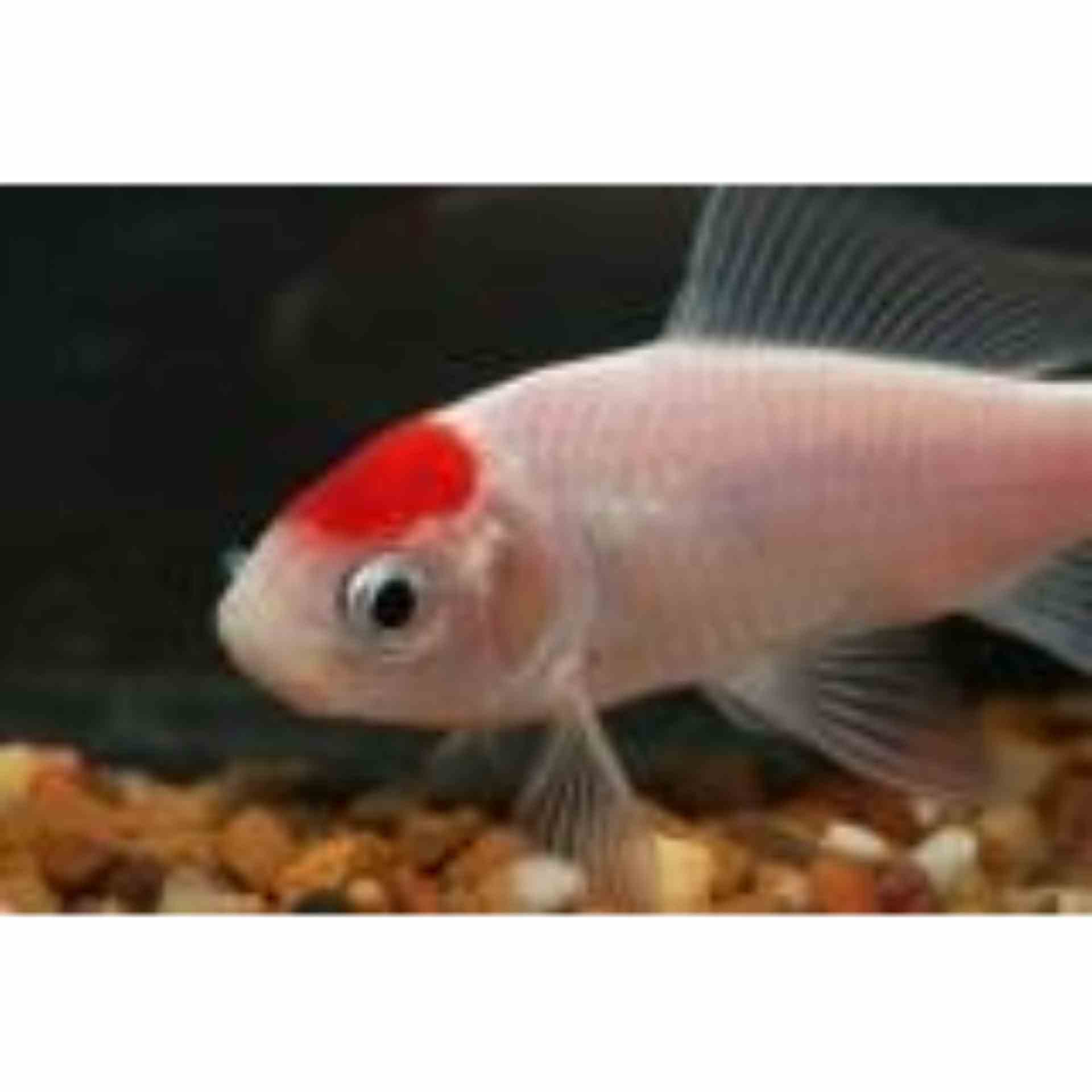 Comet Red Cap (tancho) (5cm)